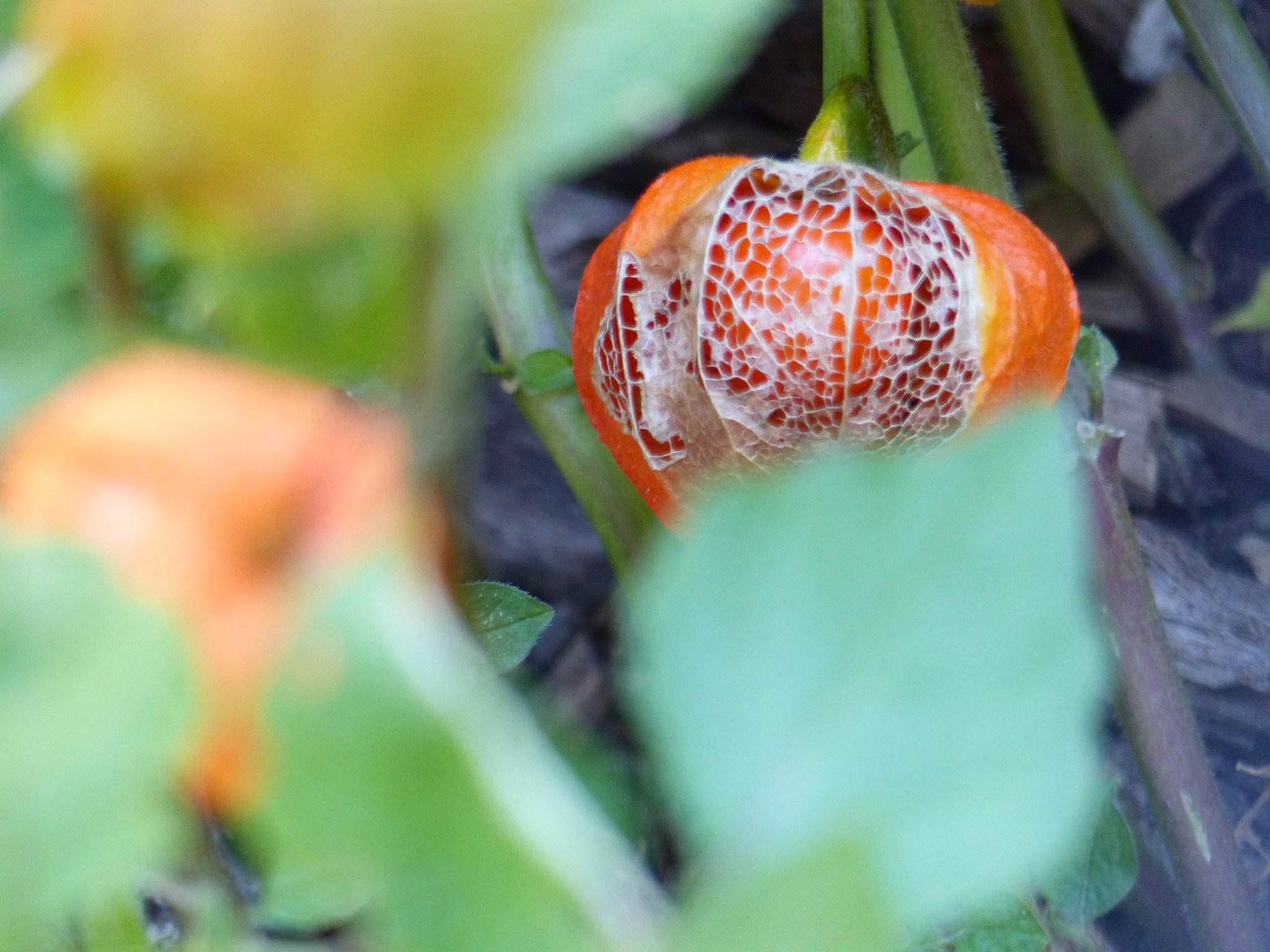 Physalis ou "amour en cage" à Calais
