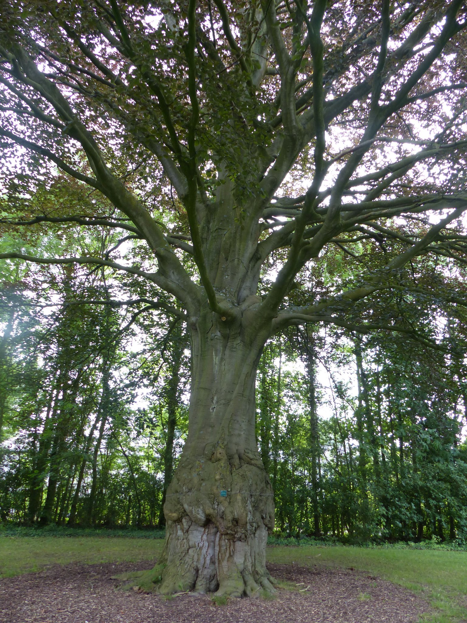 Hêtre Pourpre, Parc de la Mairie de Santes