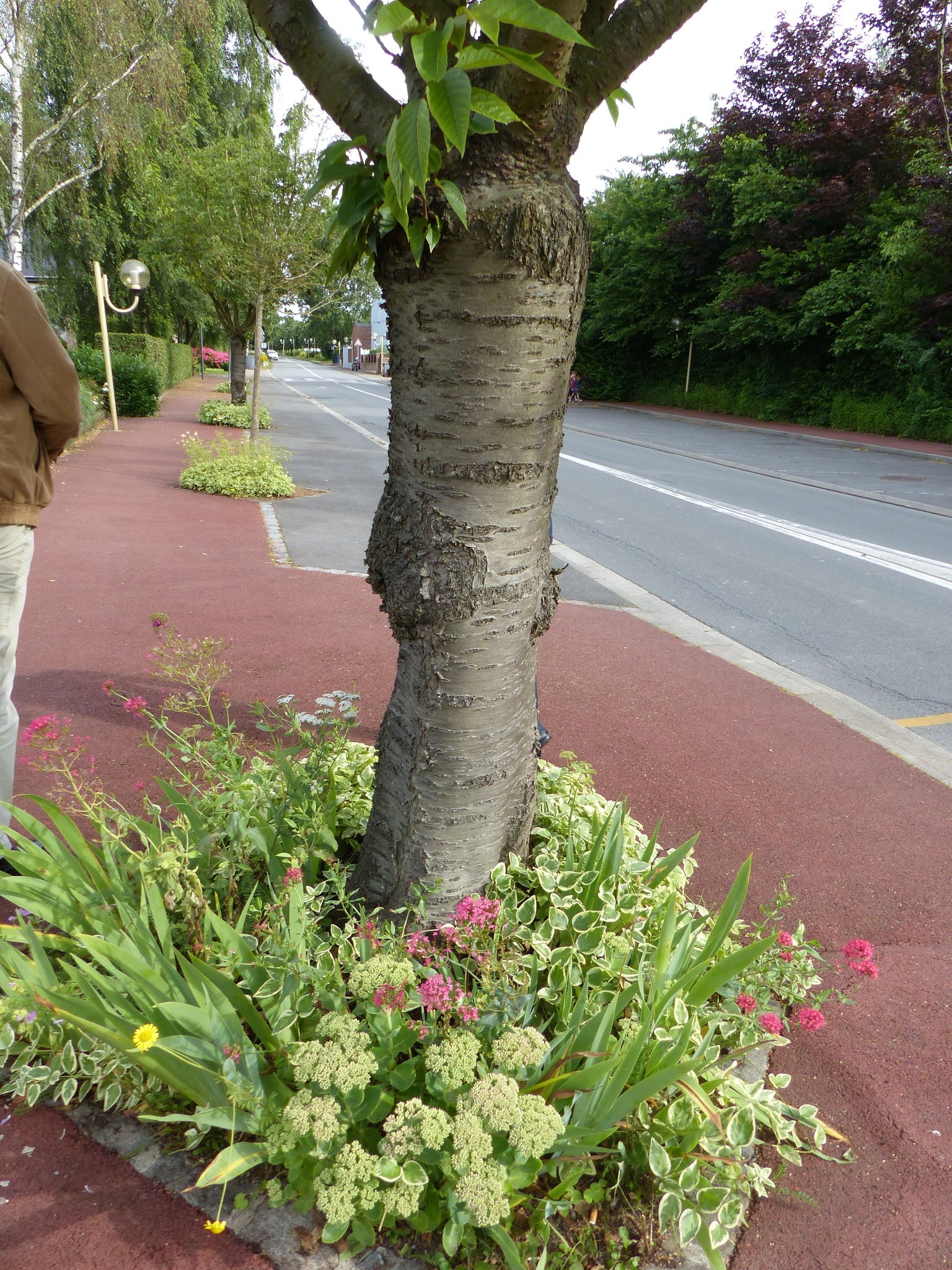 Le massif fleuri autour de l'arbre à Englos conserve l'eau en plus d'être esthétique