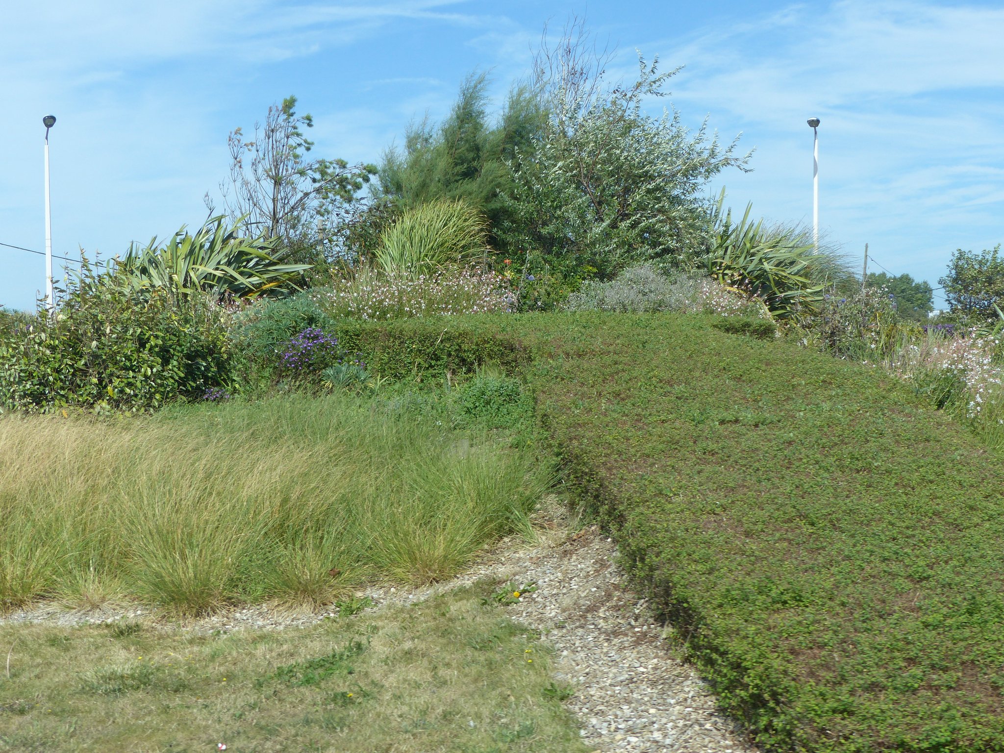 Des vivaces sur un giratoire