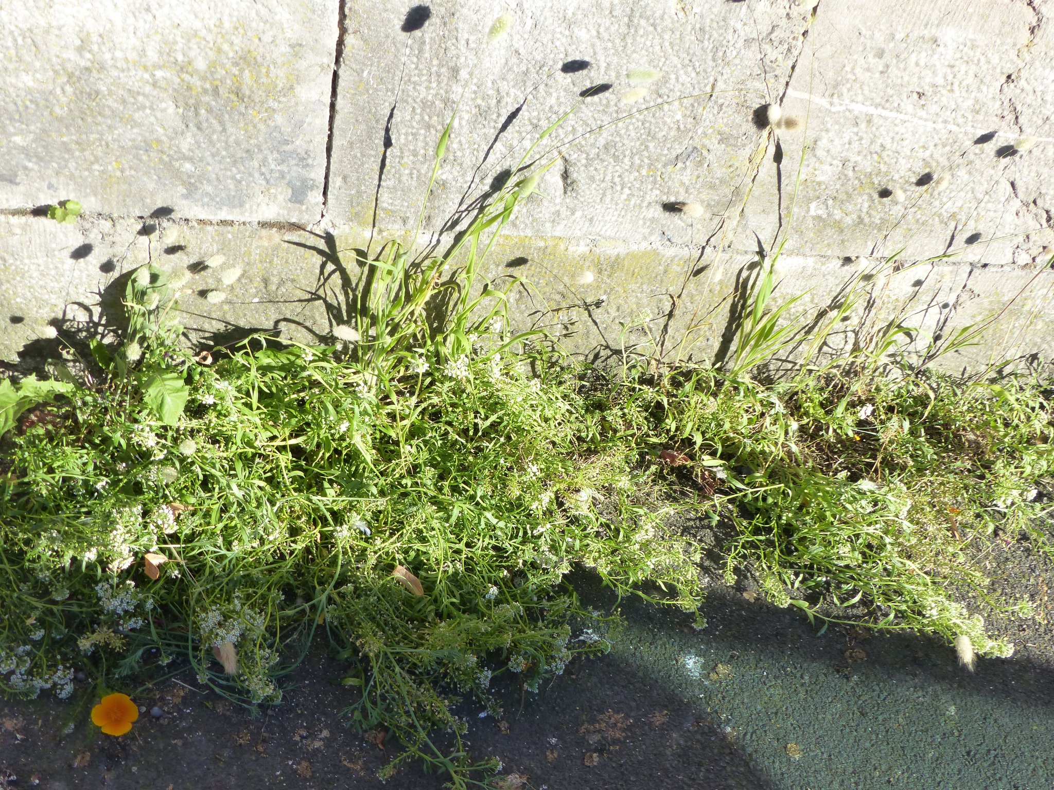fleurissement des pieds de murs en faveur de la biodiversité