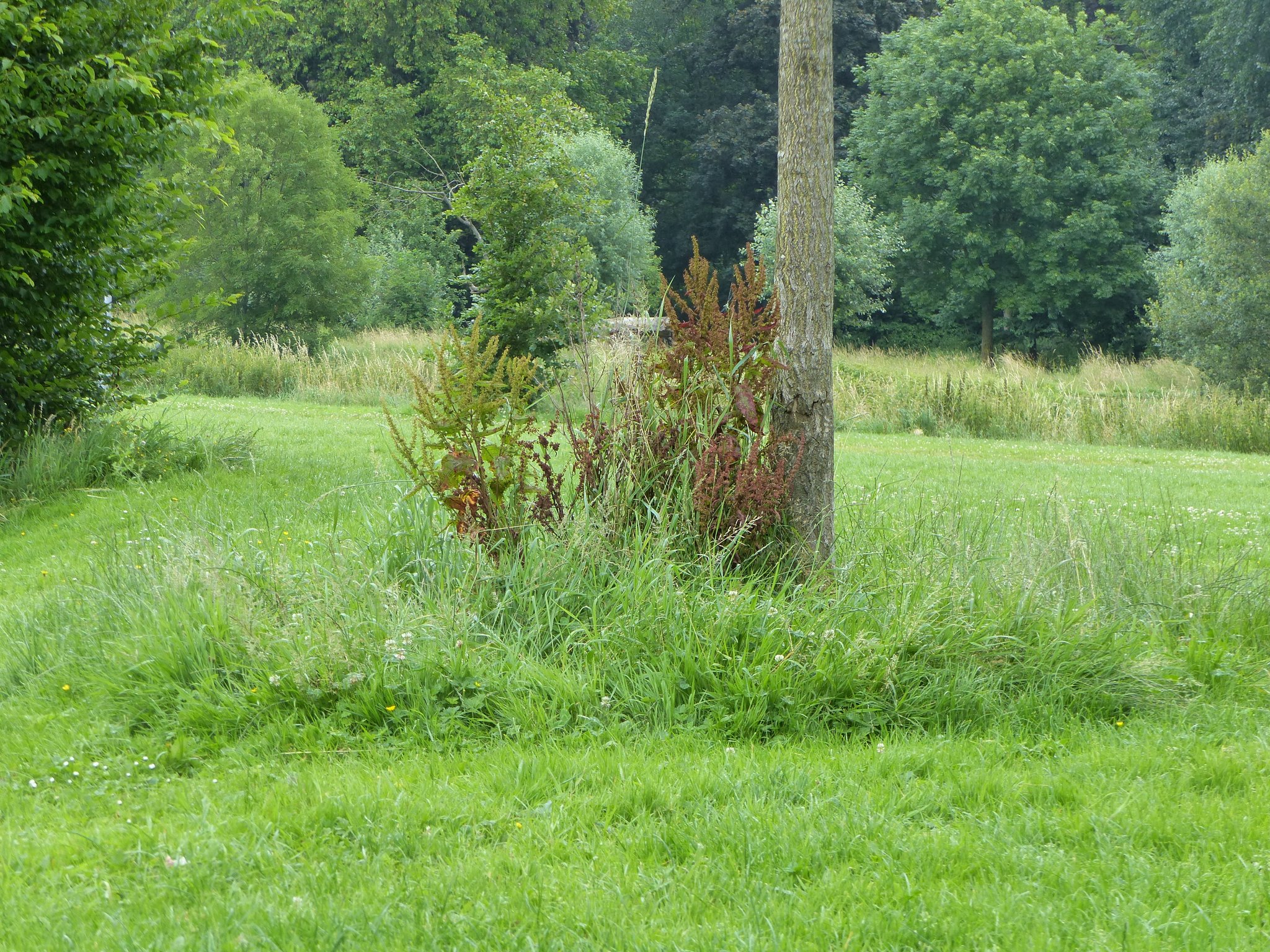 La végétation se développe au pied de l'arbre à Lambersart