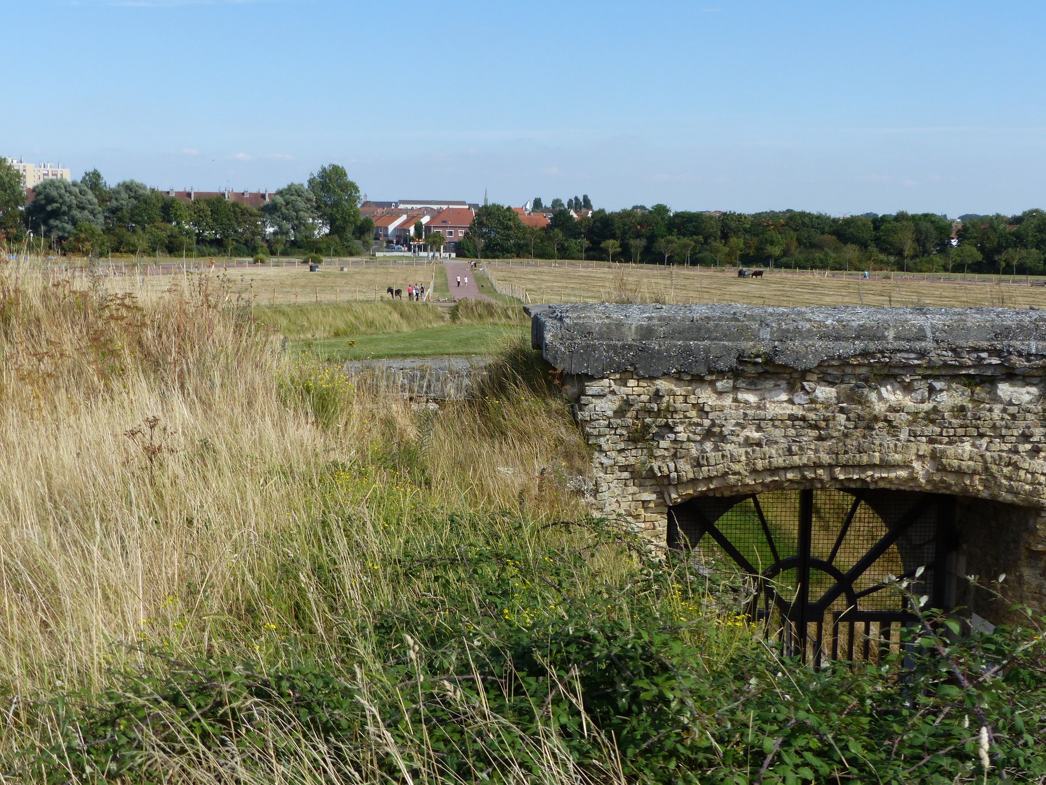 Des Ruchers surplombent les vaches et l'âne au Vieux-Fort