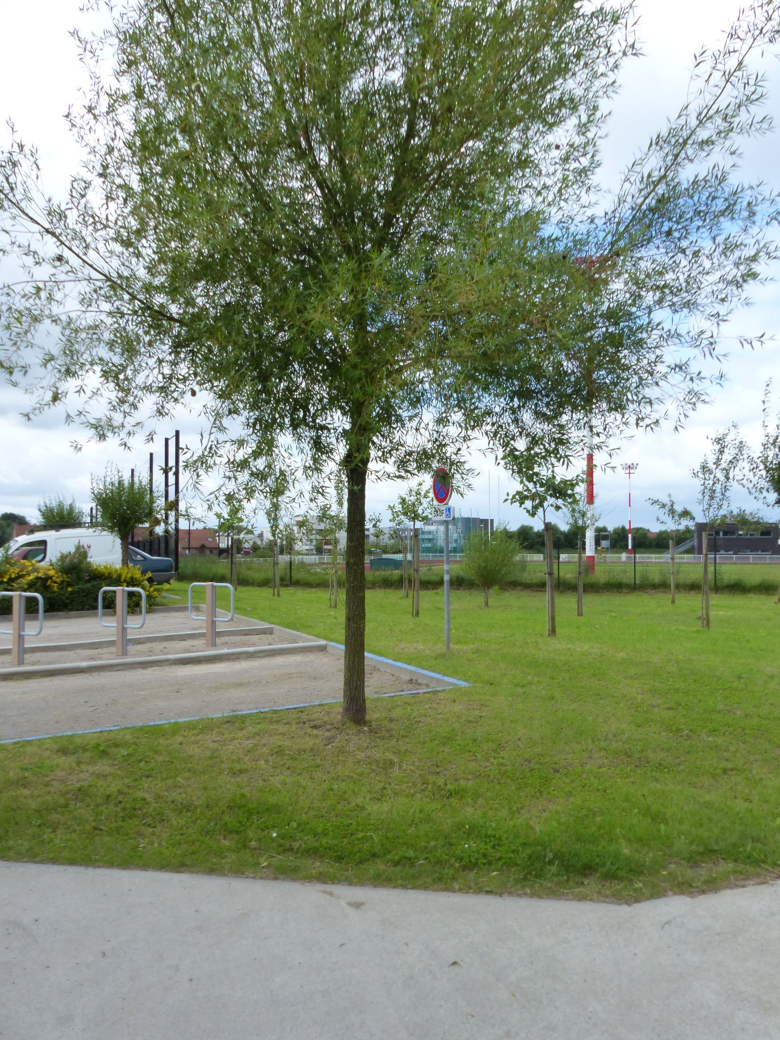 Jeunes arbres plantés à La Madeleine