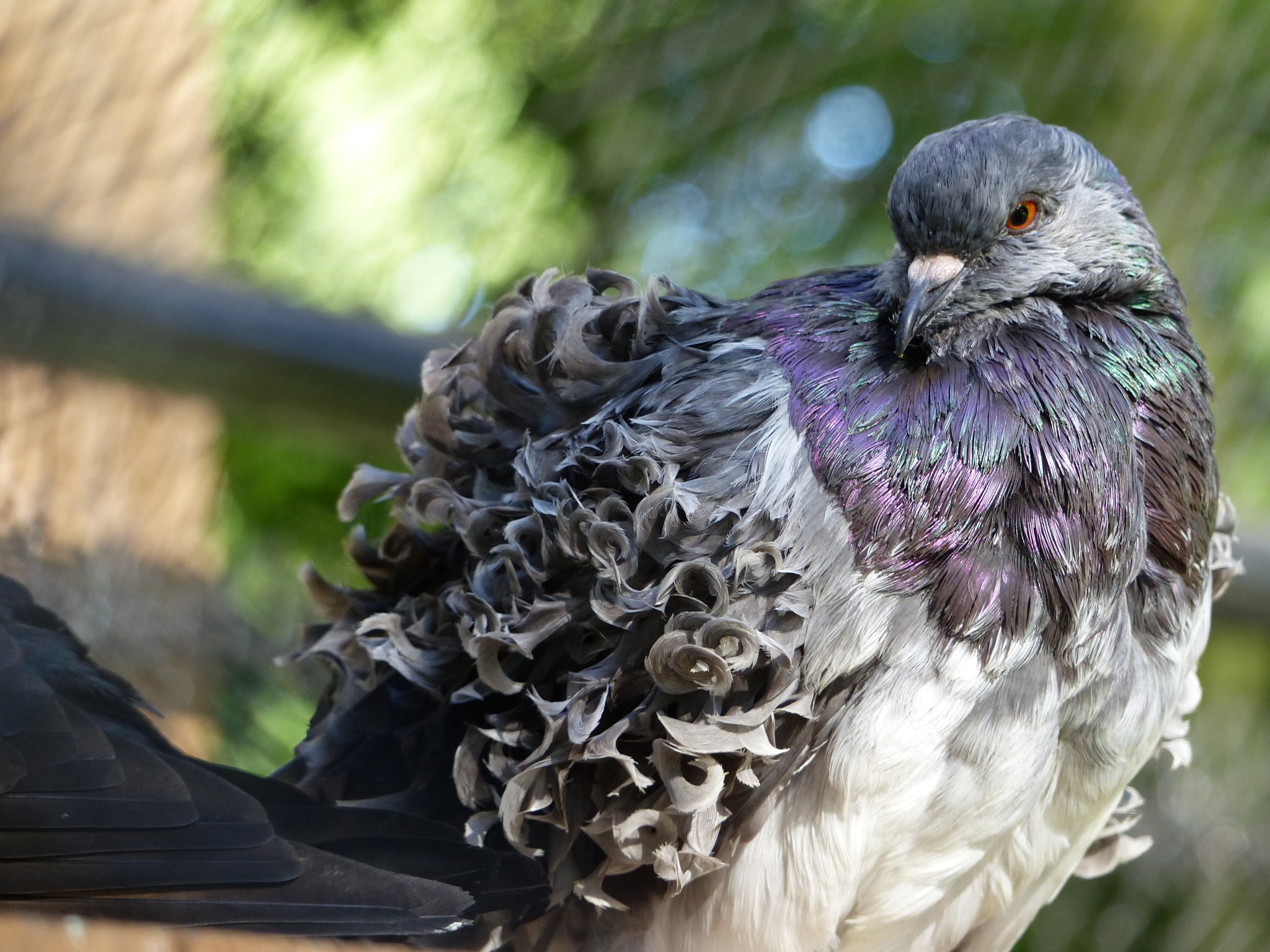 la volière de la ferme est un lieu de convalescence pour les animaux retrouvés blessés.