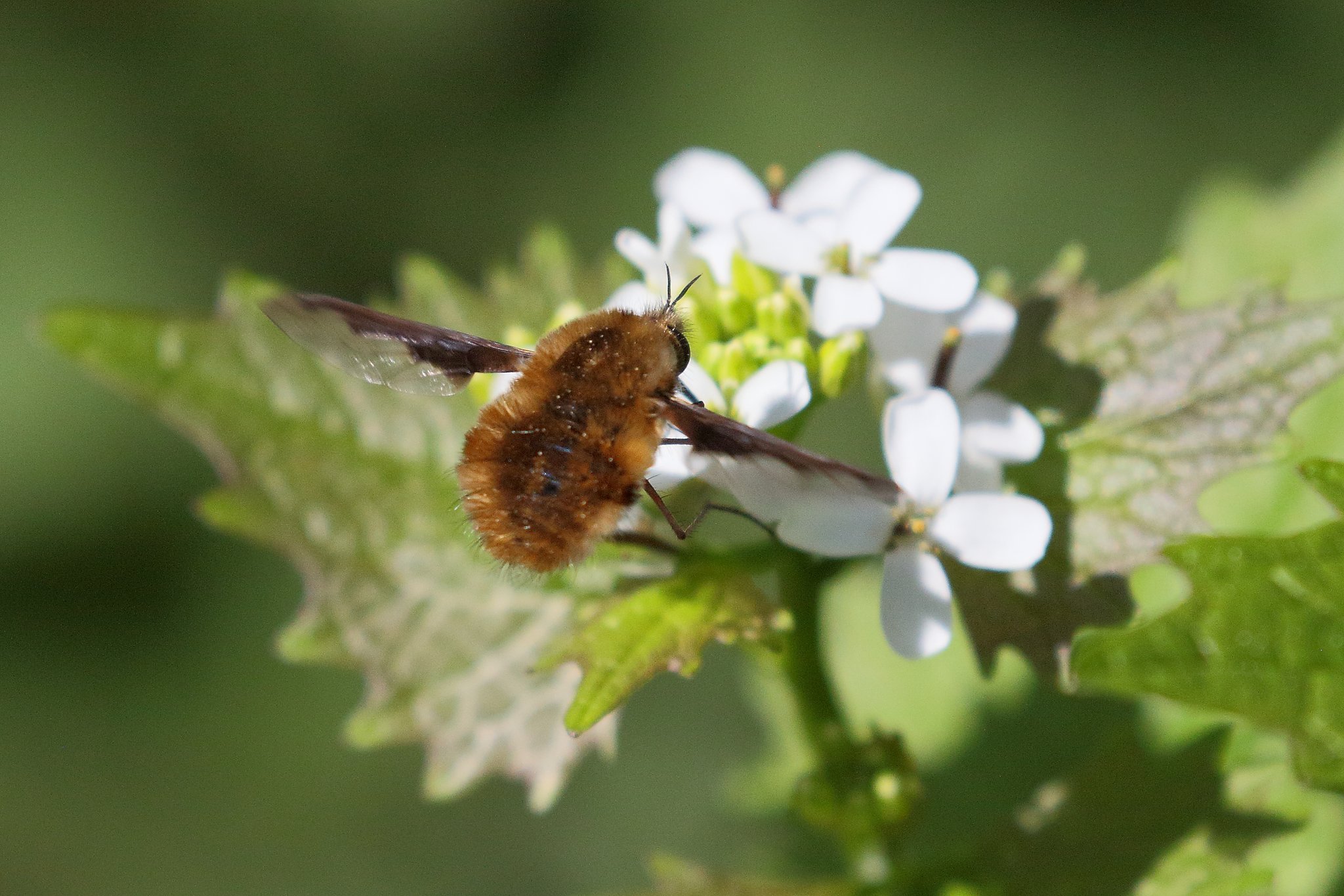 Wollschweber auf Knoblauchrauke