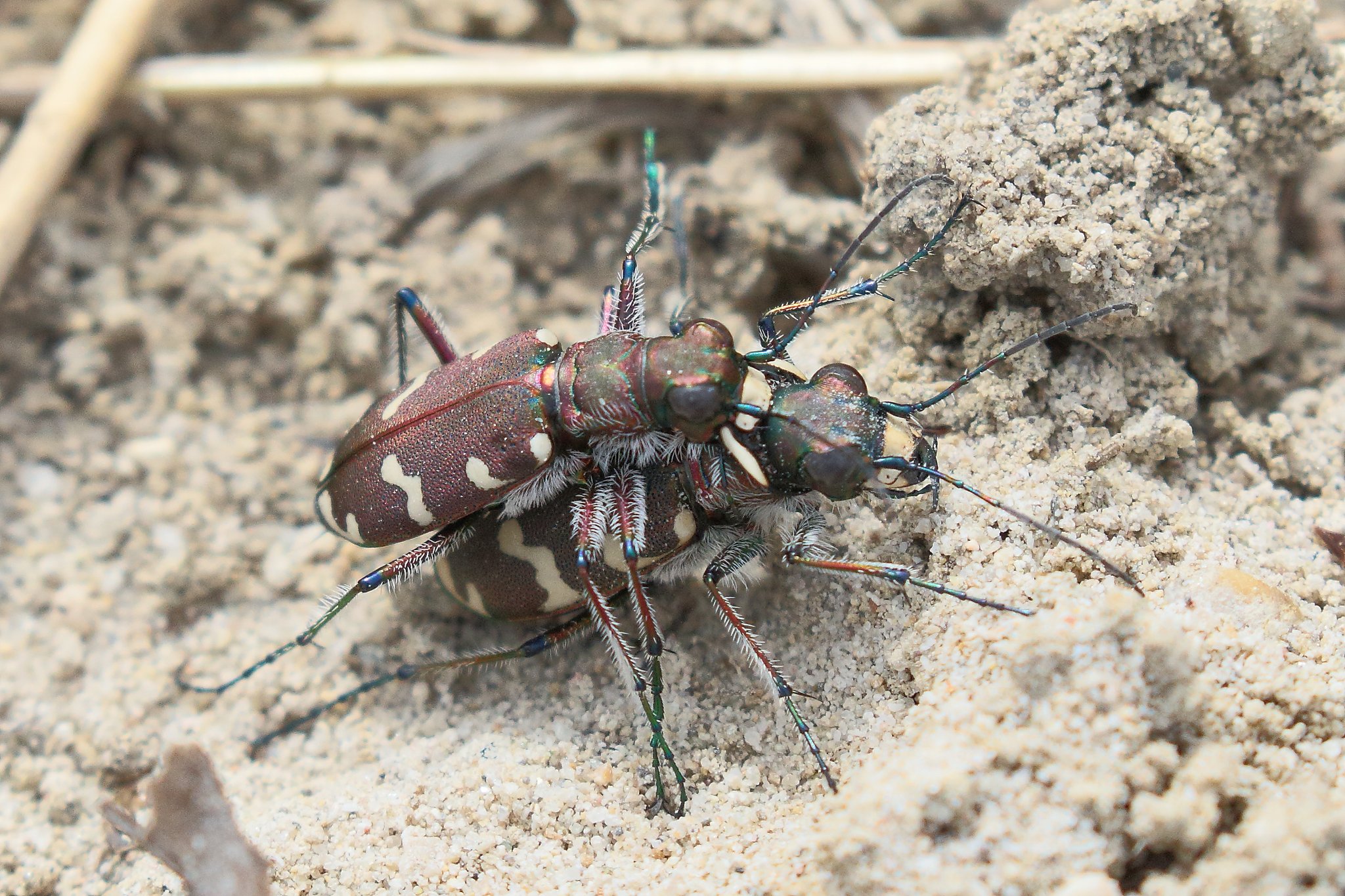Sandlaufkäfer bei der Paarung