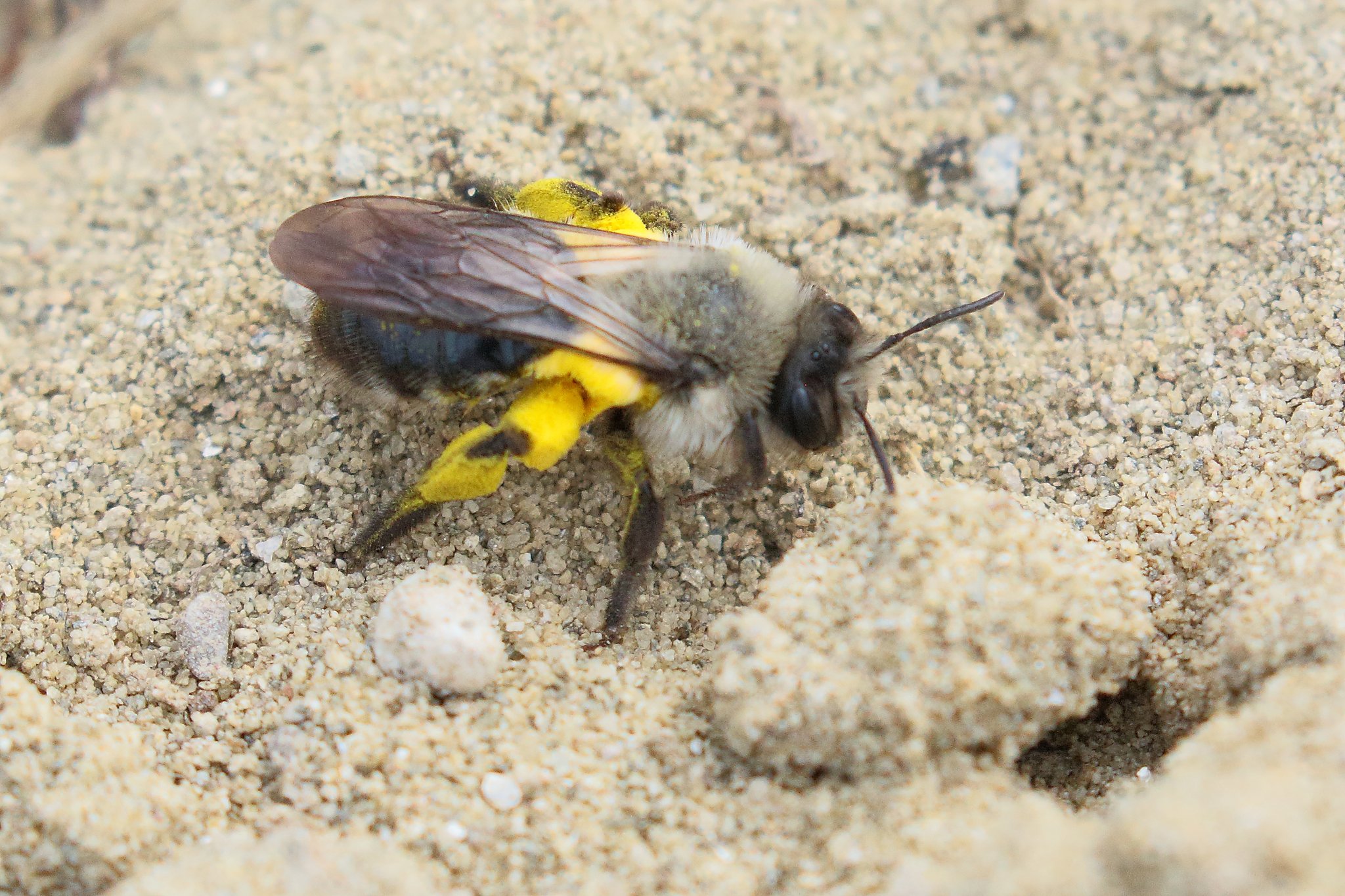 Weiden-Sandbiene mit Pollenhosen