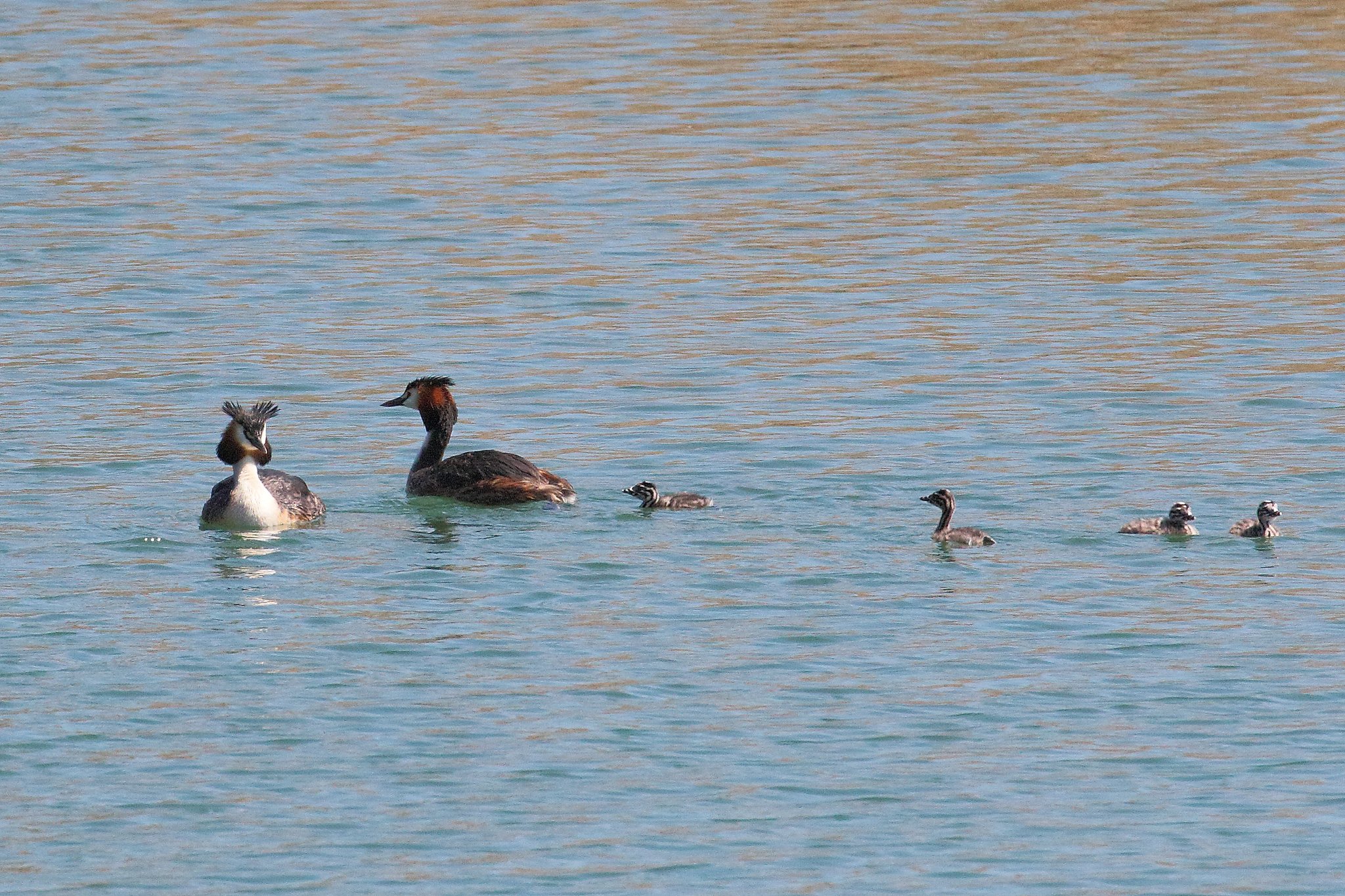 Haubentaucherfamilie