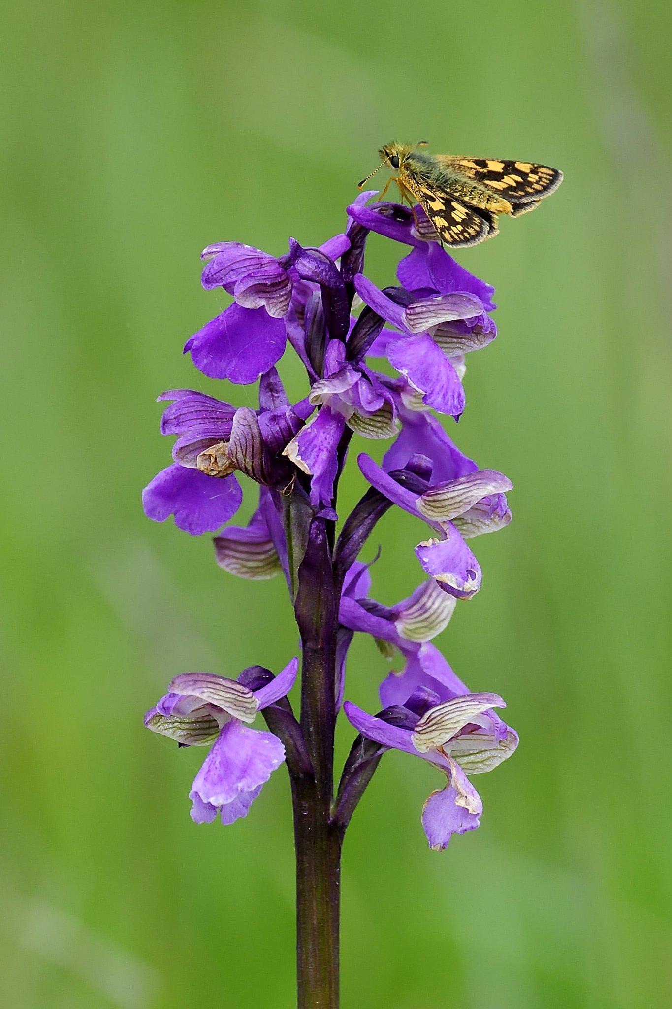 Gelbwürfeliger Dickkopffalter auf Kleinem Knabenkraut