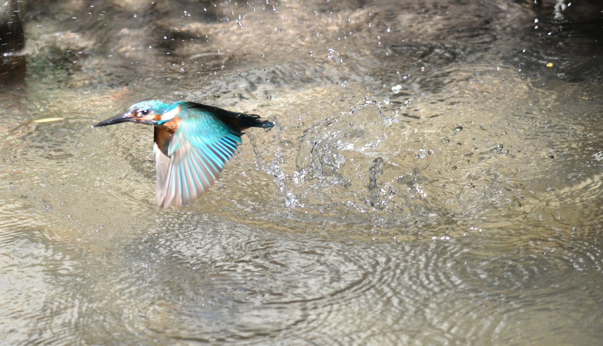 Eisvogel - das LBV-Maskottchen 