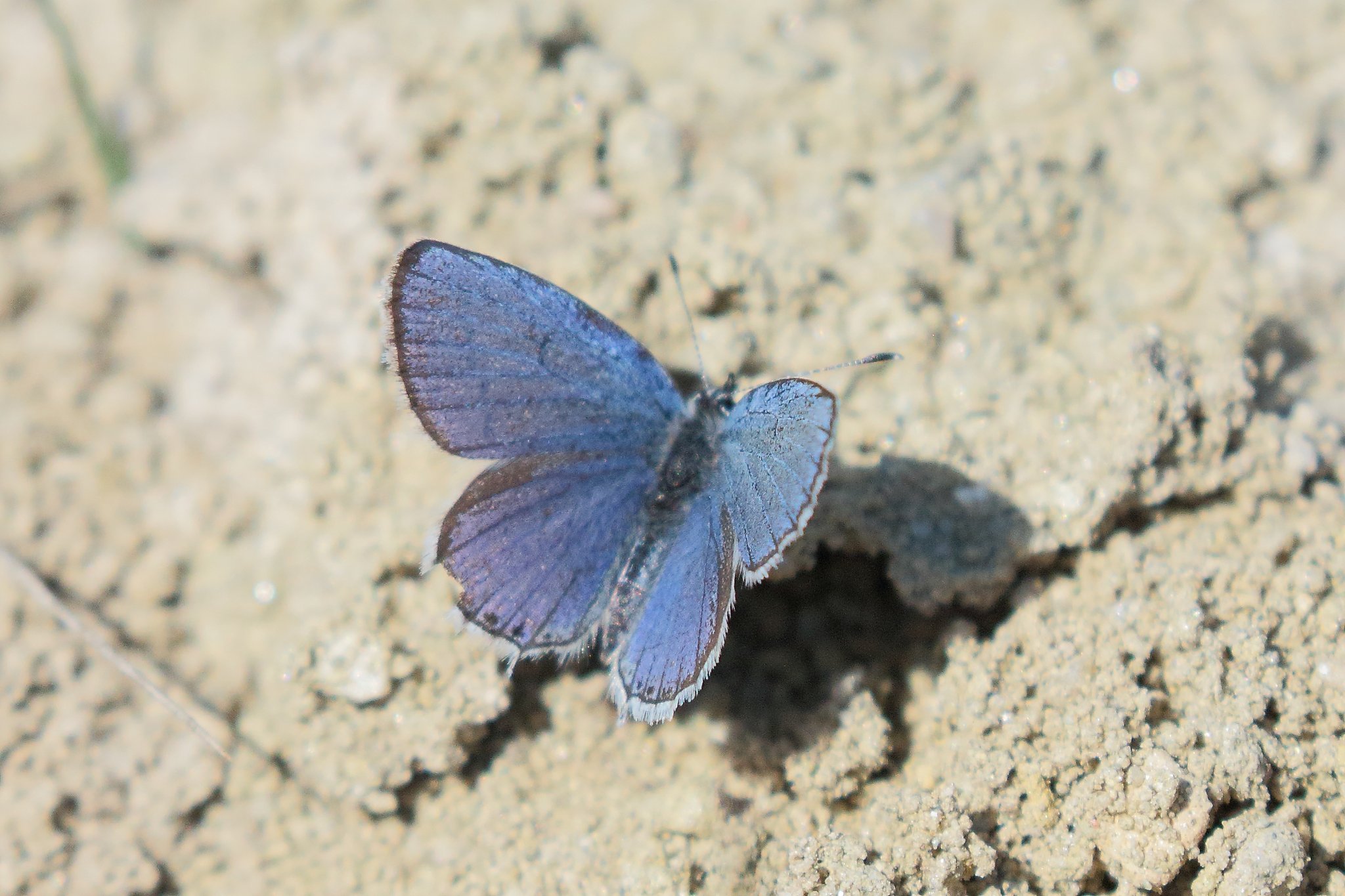 Kurzschwänziger Bläuling