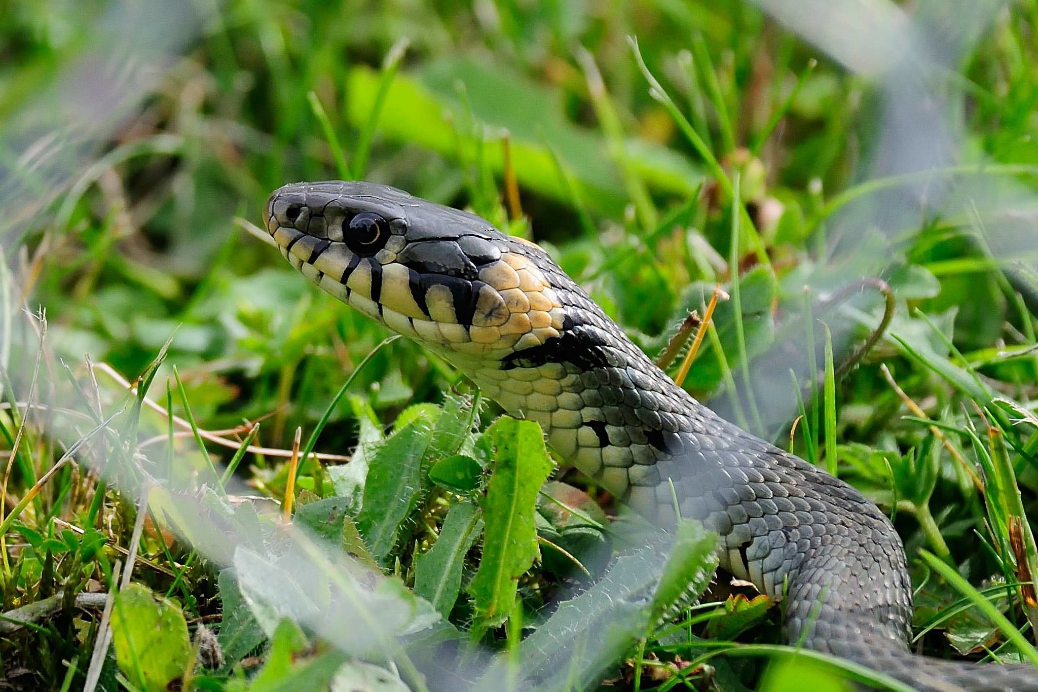 Ringelnatter im Ampertal