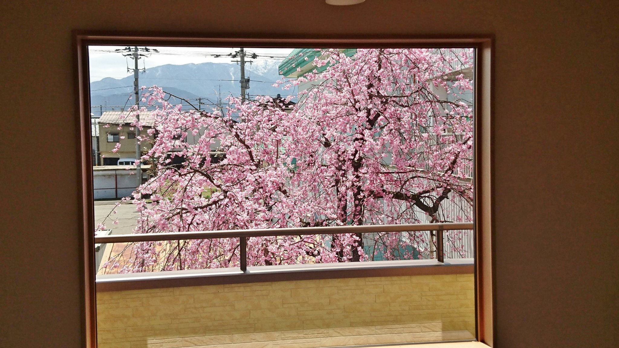 ２階吹き抜けからの桜