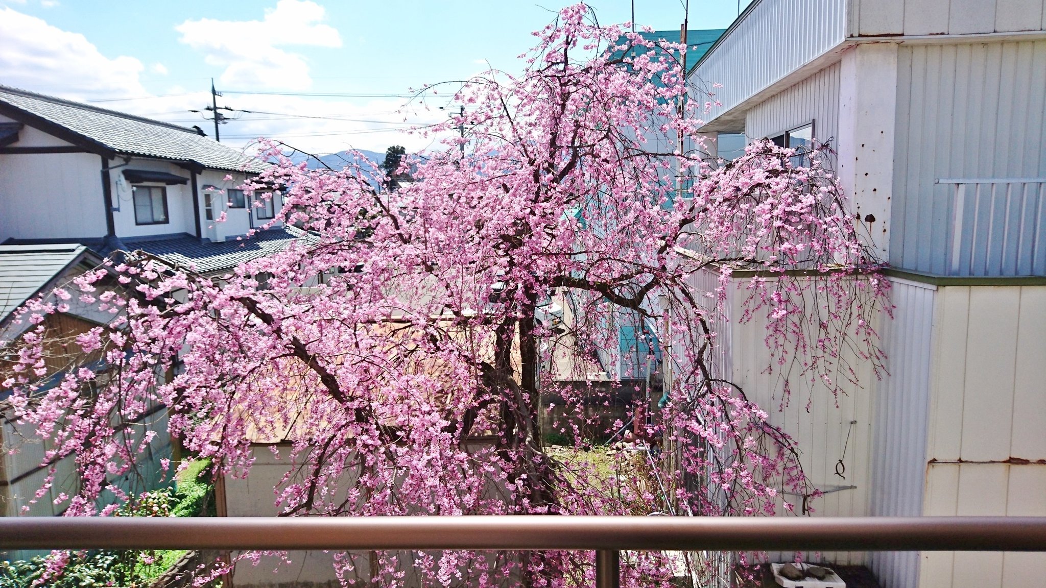 ２階ベランダからの桜 