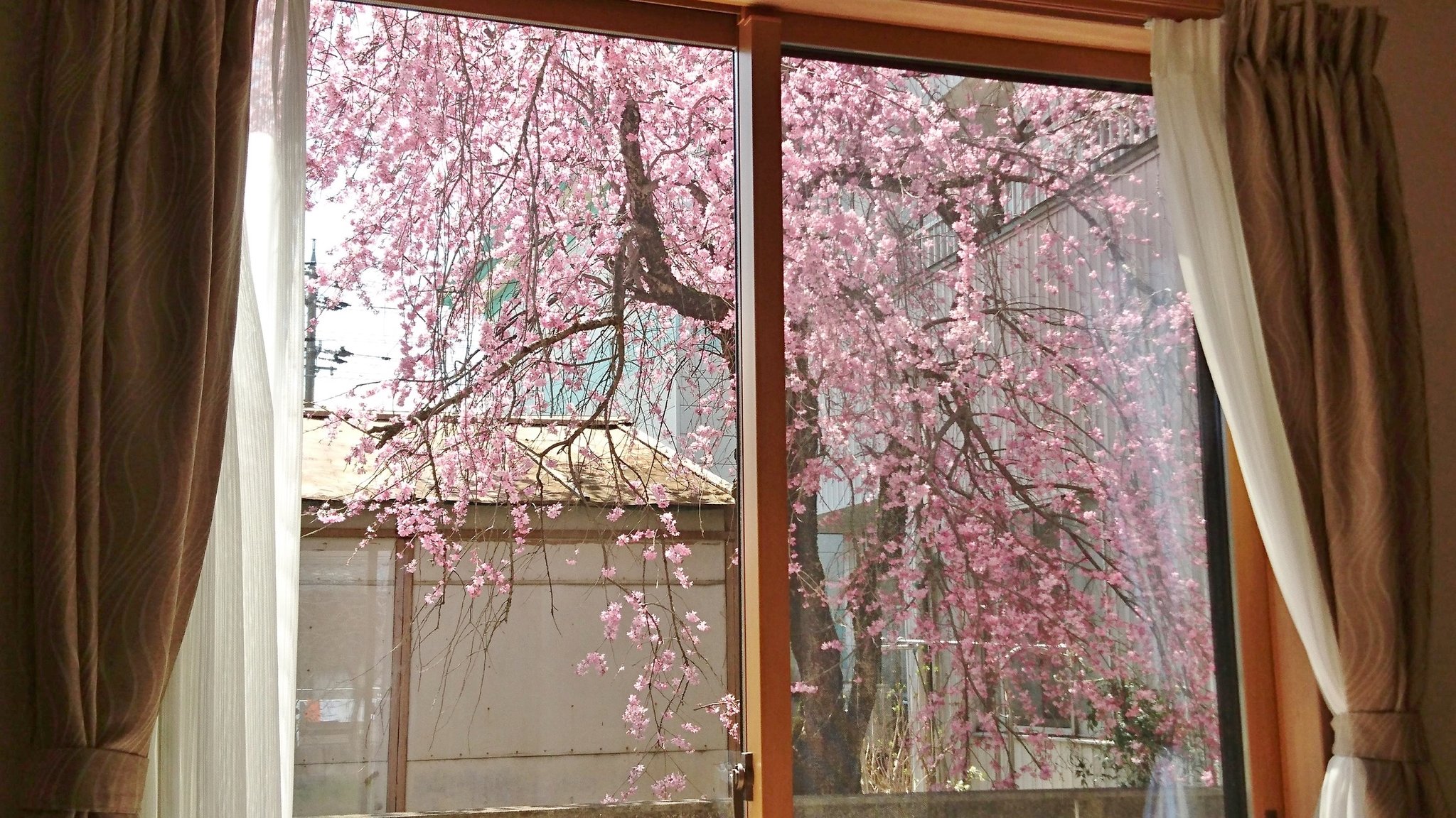 リビングからの桜 ２