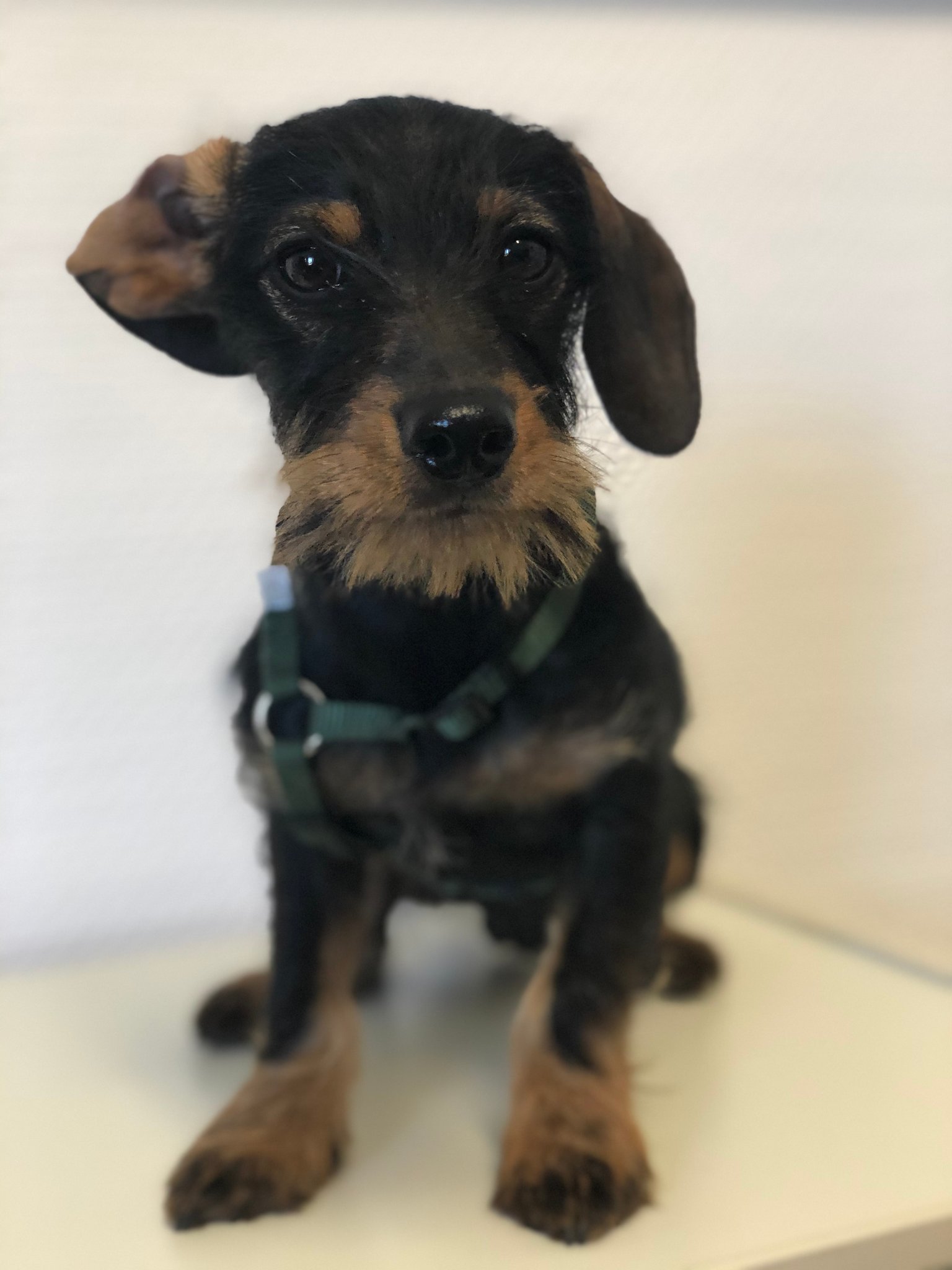 Hermann Decker, Azubi