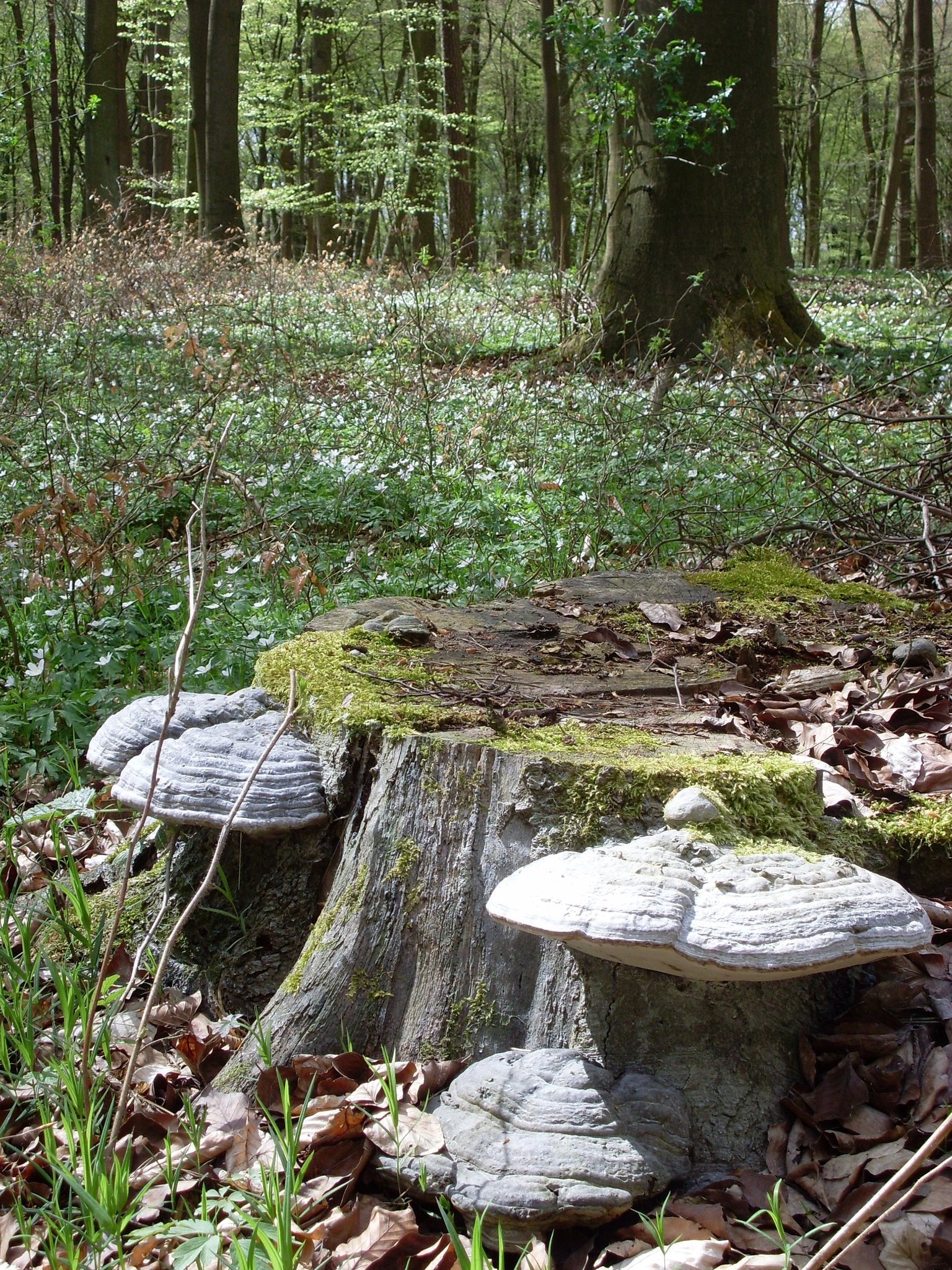 Laubwald Staussee