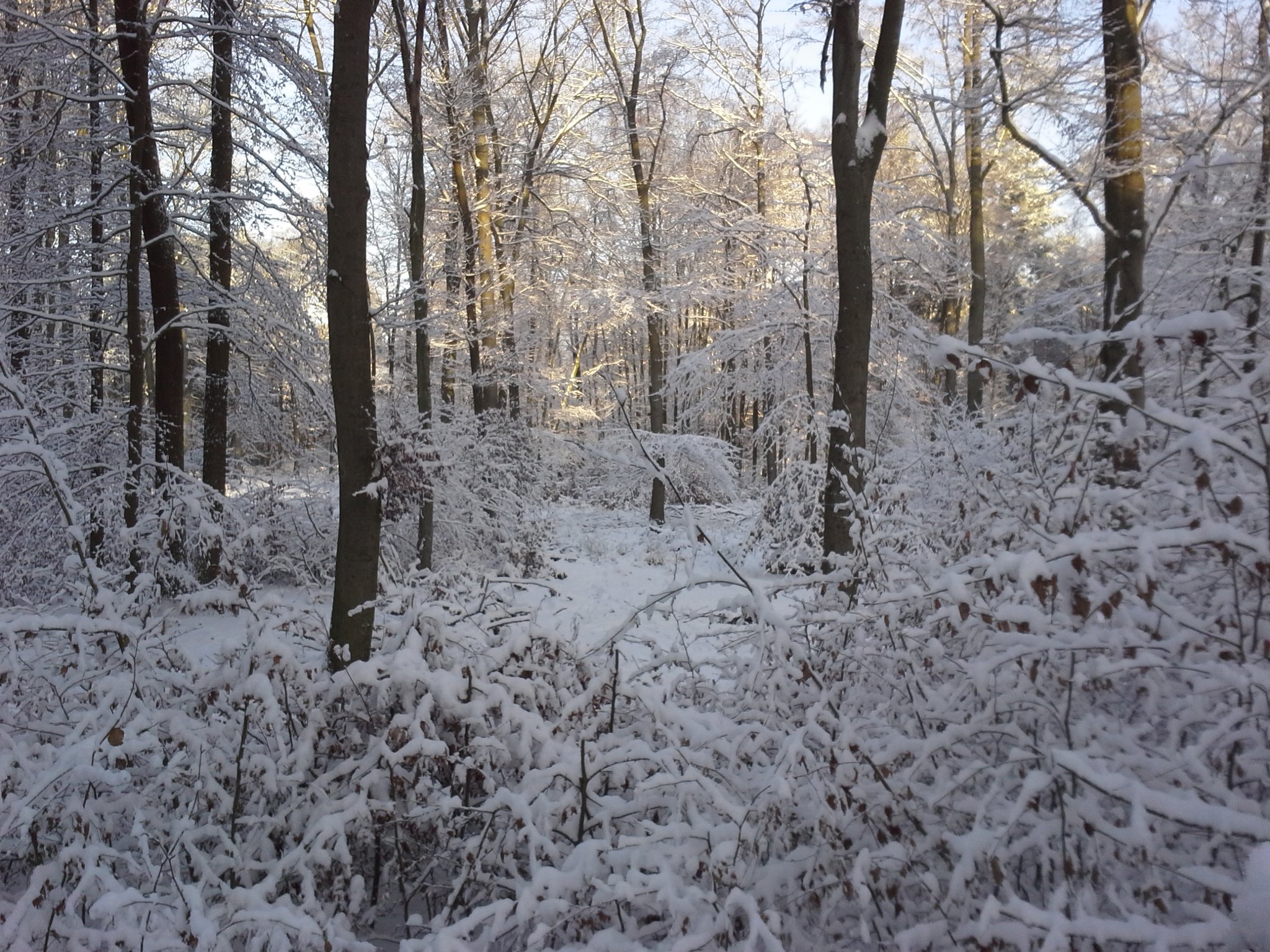 Winterwald