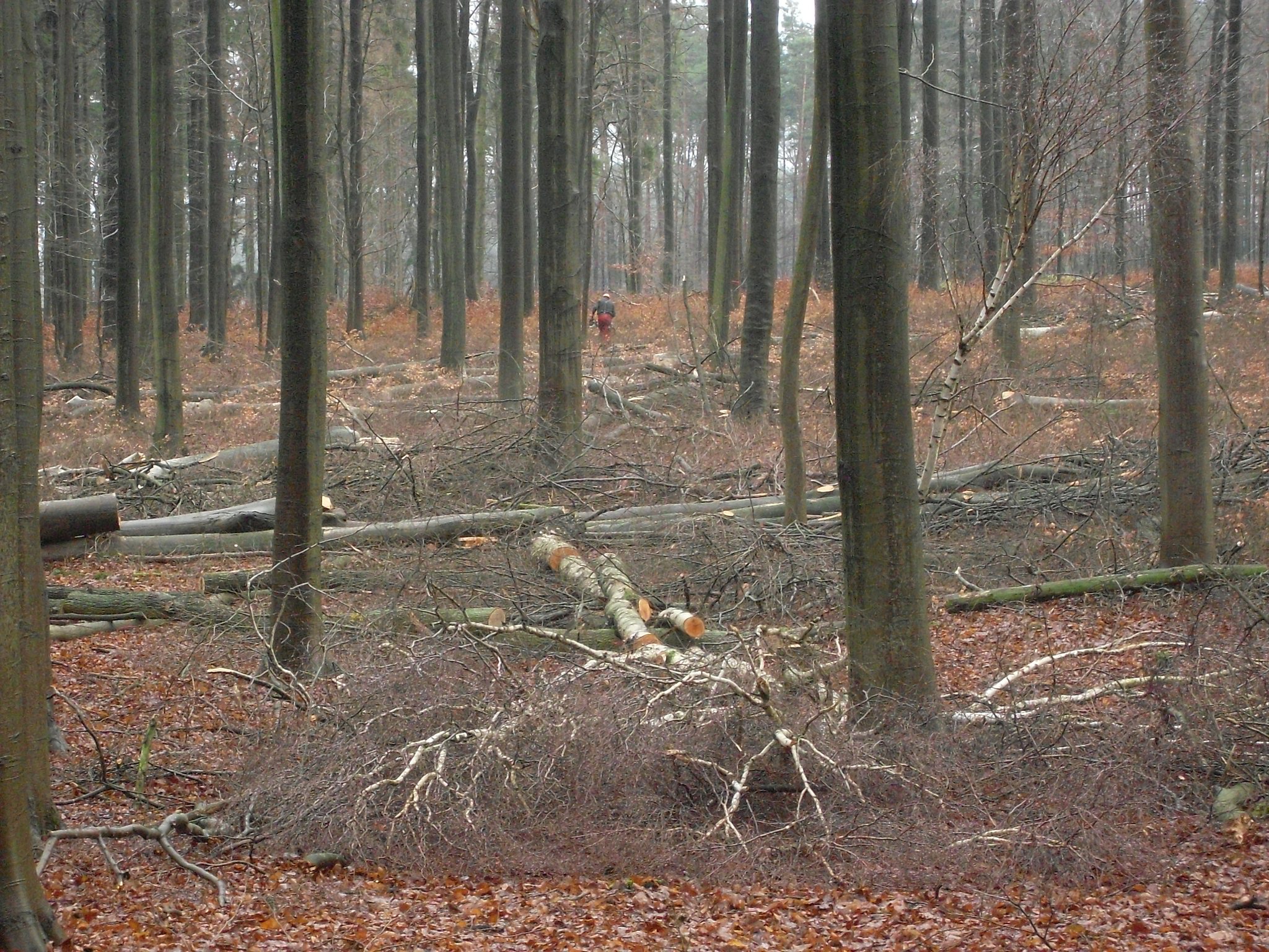 motormanuelle Holzernte