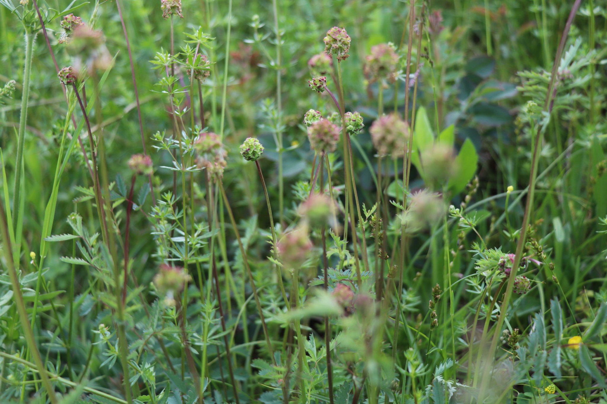 Grosser Wiesenknopf - alte Heilpflanze