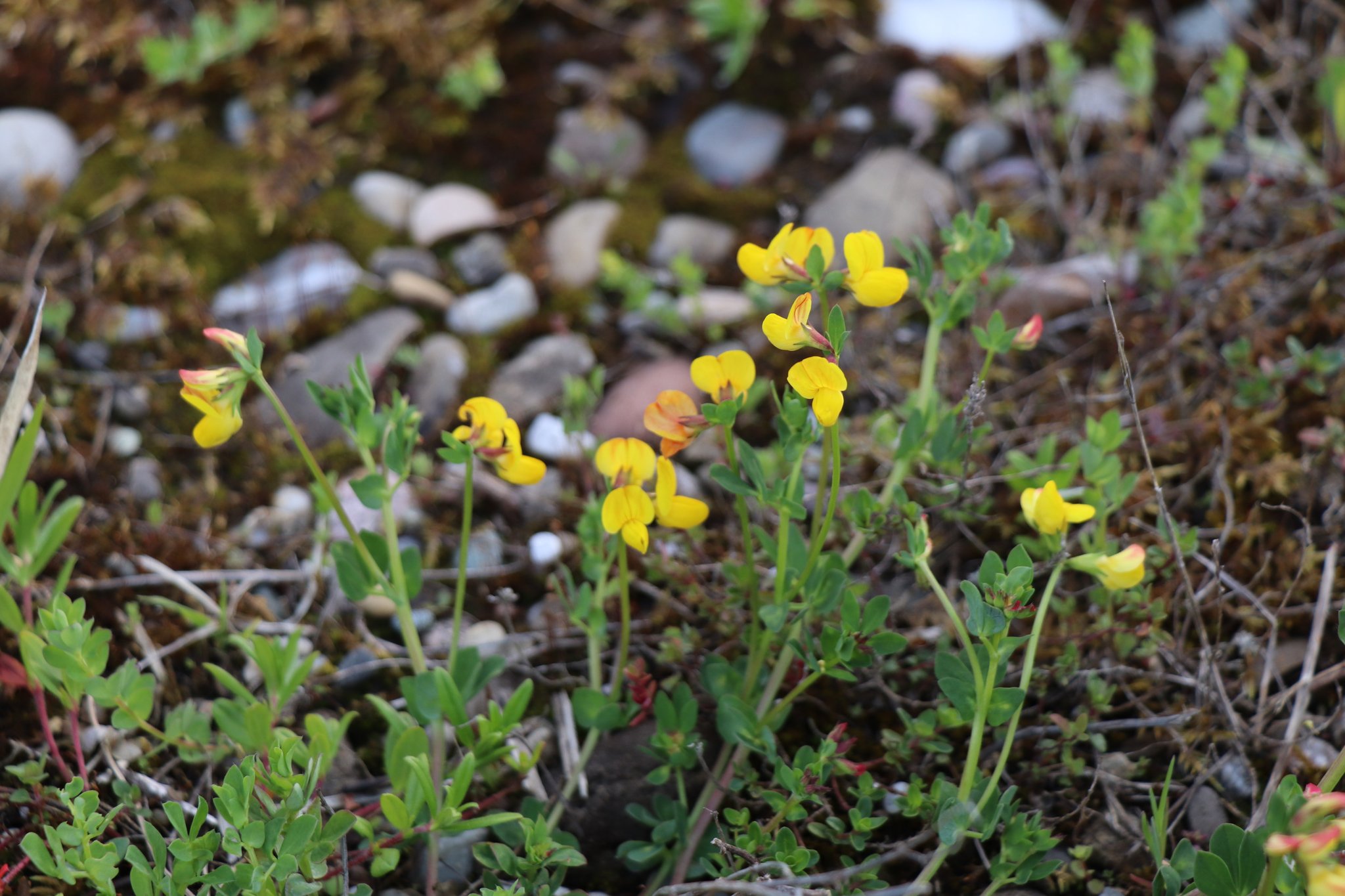 Hornklee - Schmetterlingsblütler