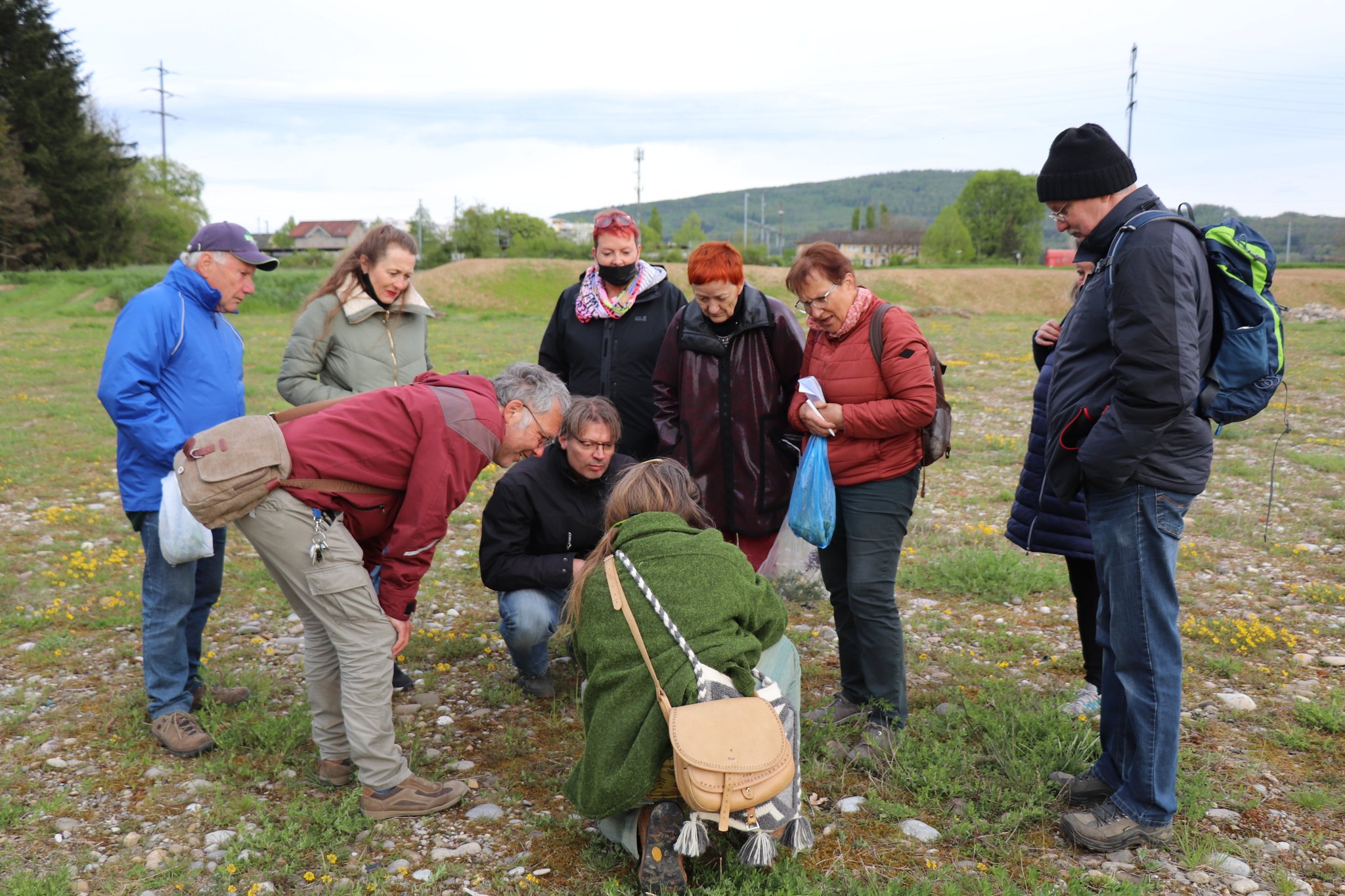 Der Wachtelweizen - ein Halbschmarotzer 