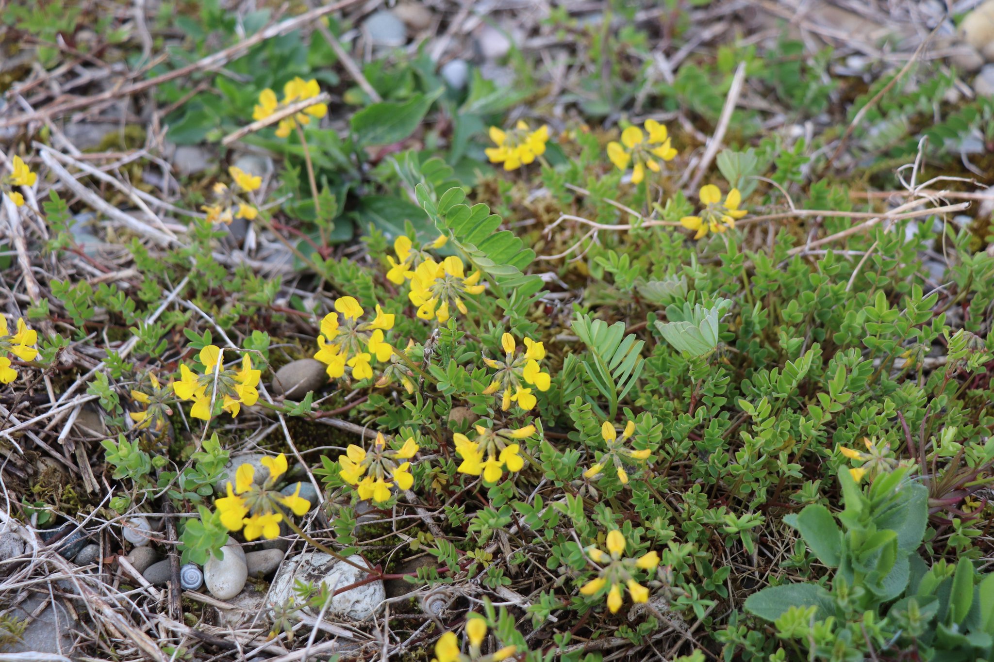 Hufeisenklee - Schmetterlingsblütler