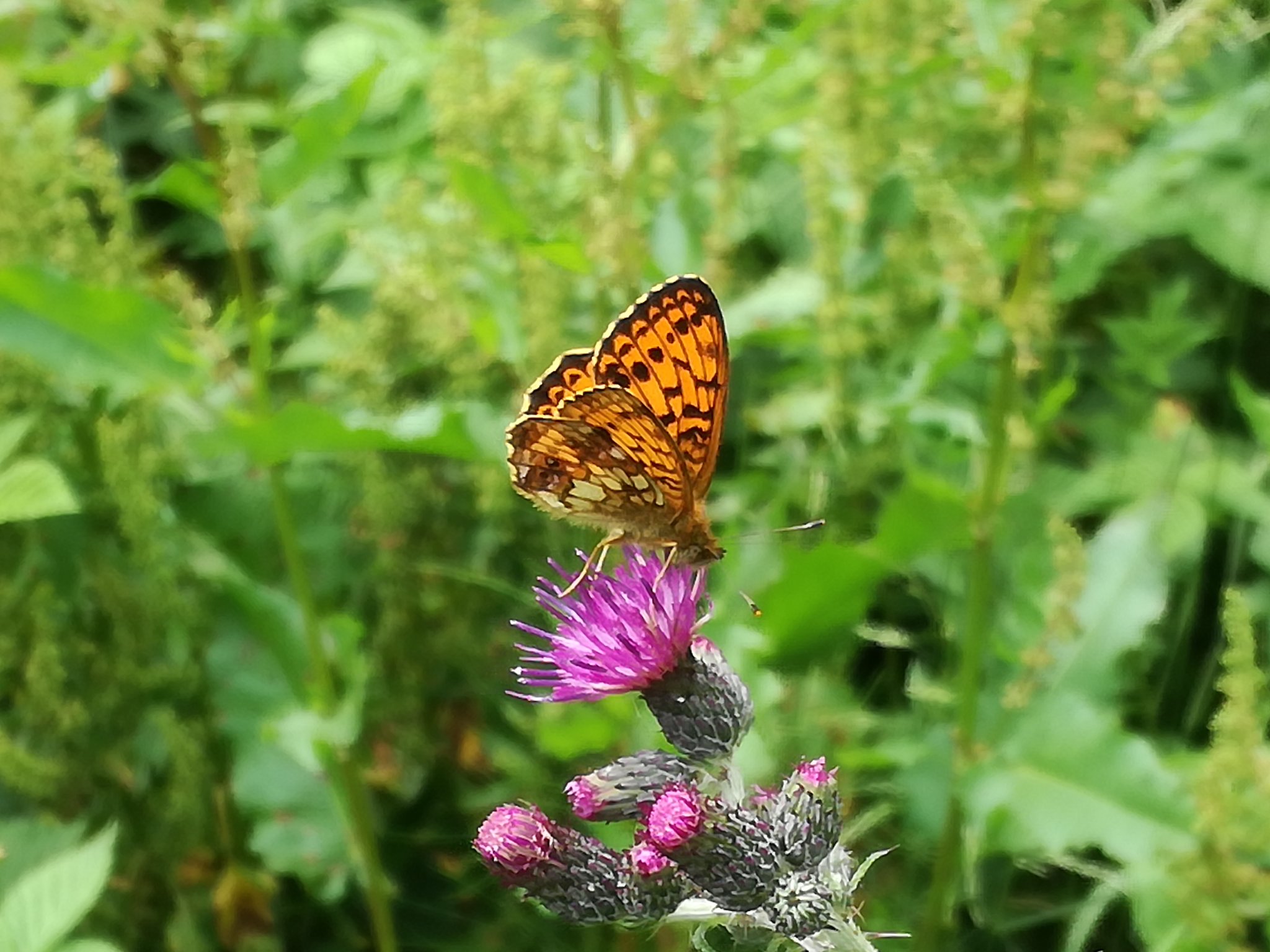 Mädesüss-Perlmutterfalter bevorzugen violette Blüten bei der Nektarsuche - wie hier die Sumpf-Kratzdistel. Foto: T. Schmidt