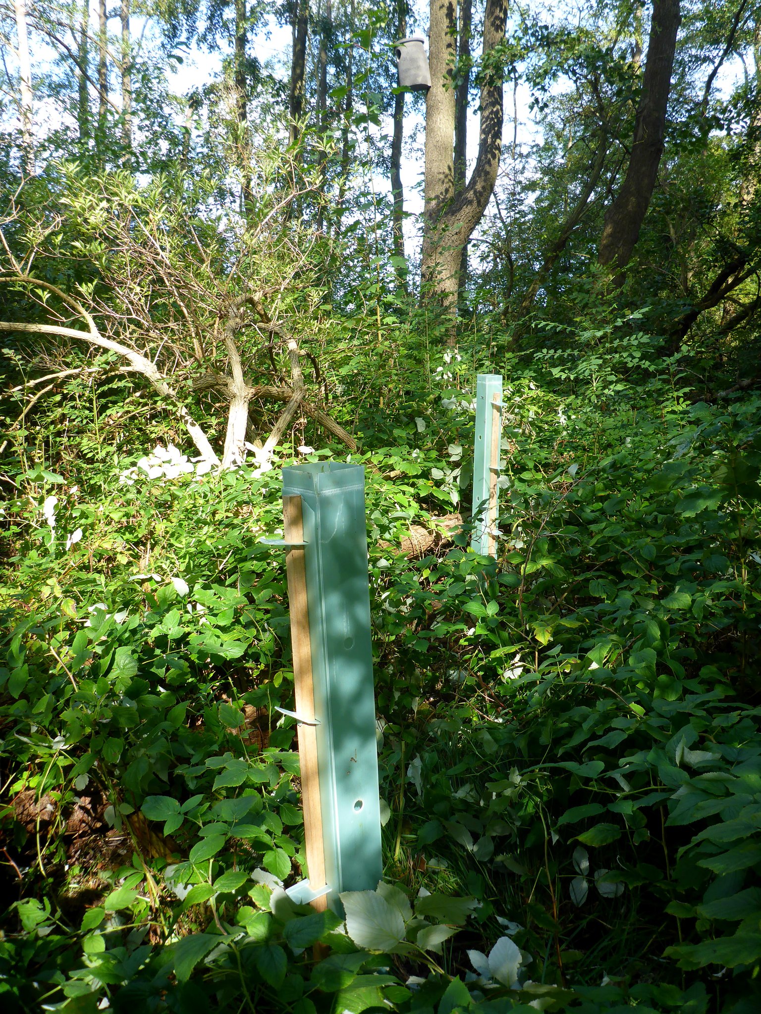 Im Vordergrund zwei der gepflanzten Flatterulmen, im Hintergrund ist einer der beiden Schellentenkästen zu sehen.