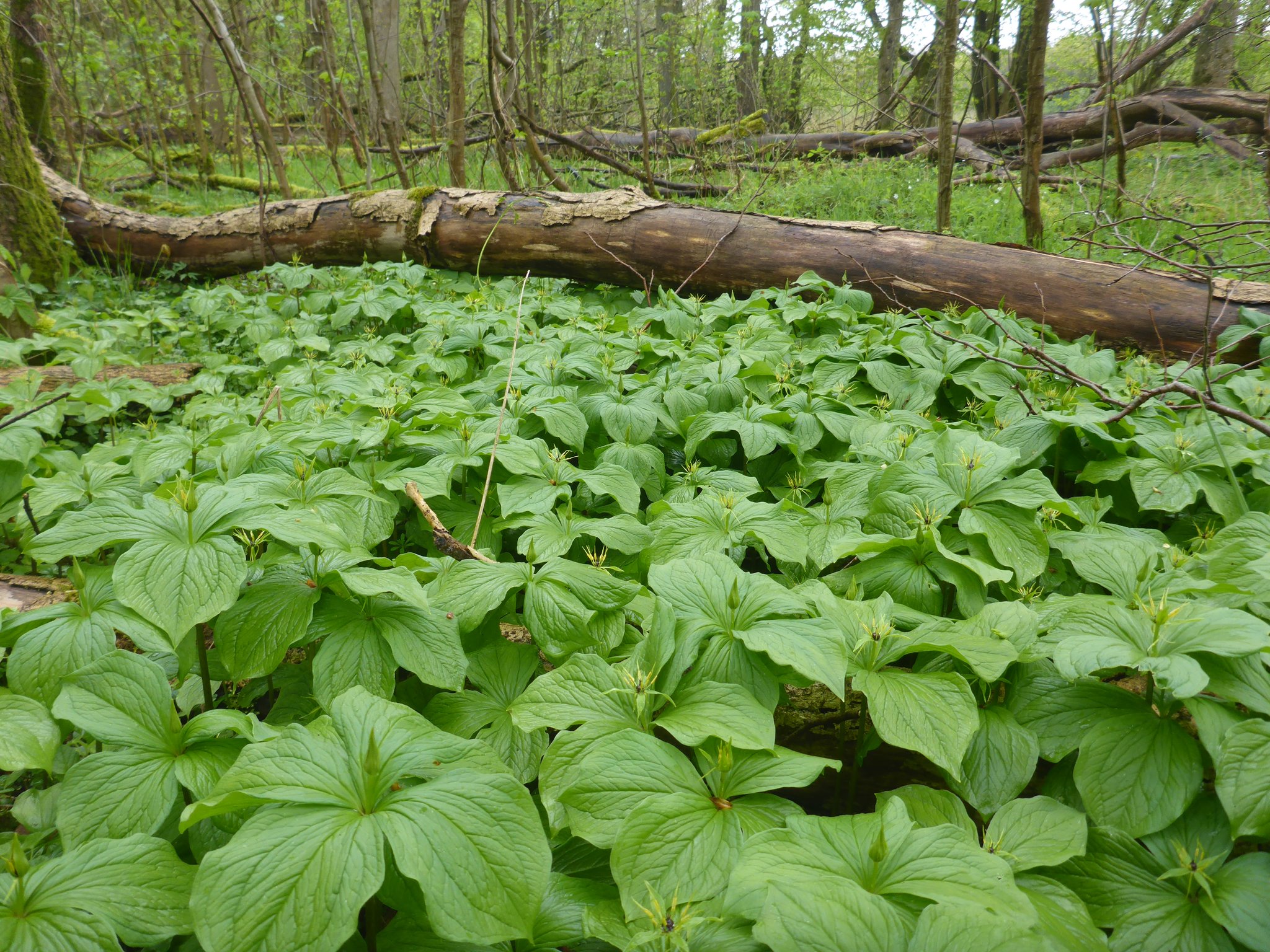 Einer von insgesamt drei großflächigen Beständen der Einbeere in der Hölle.