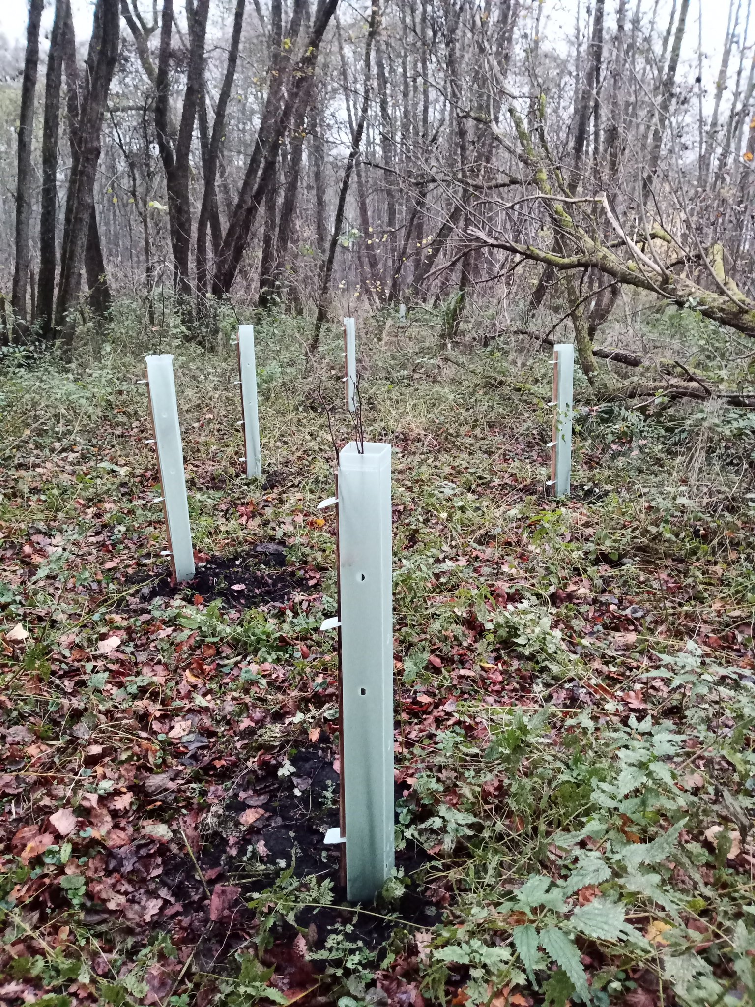 Erweiterung der Flatterulmenpflanzung im Herbst 2024