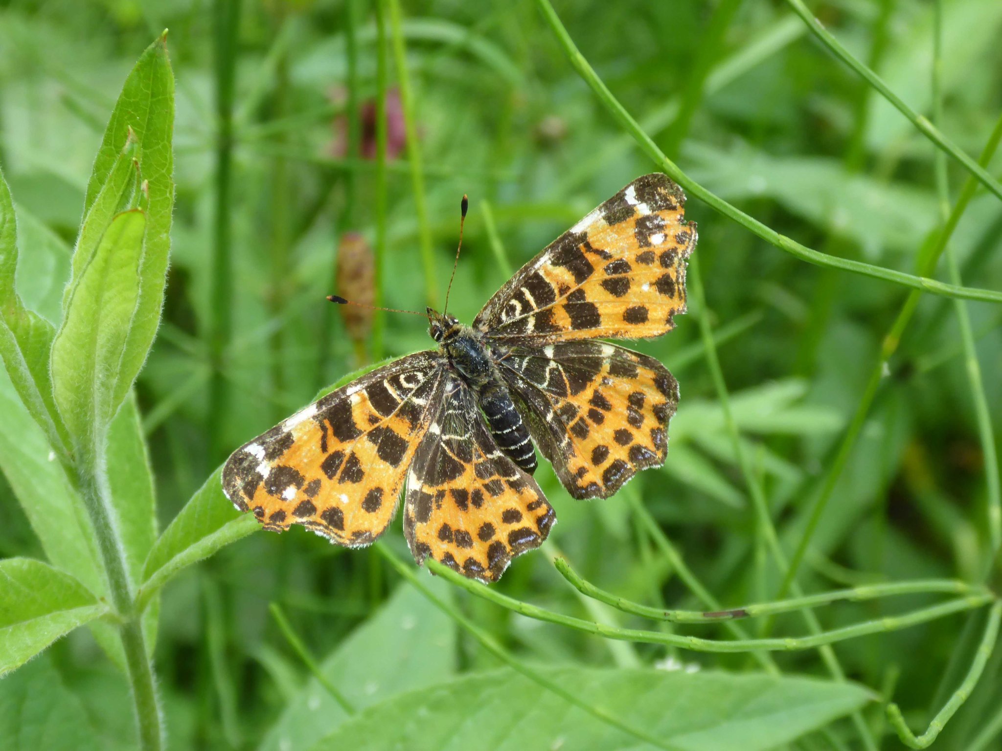 Frühjahrsgeneration des Landkärtchens.