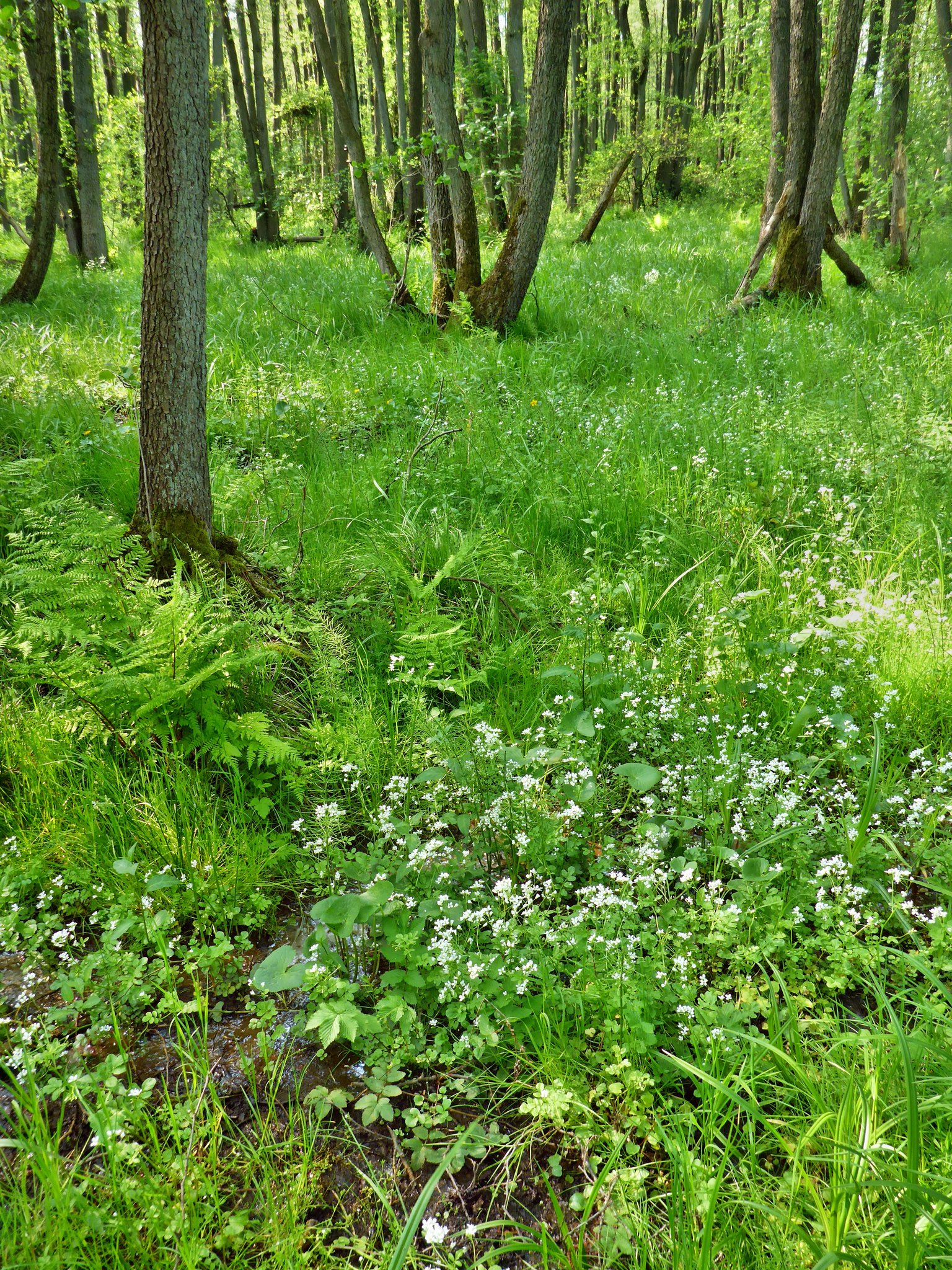 Quelliger Bereich mit weiss blühendem Bitterem Schaumkraut.