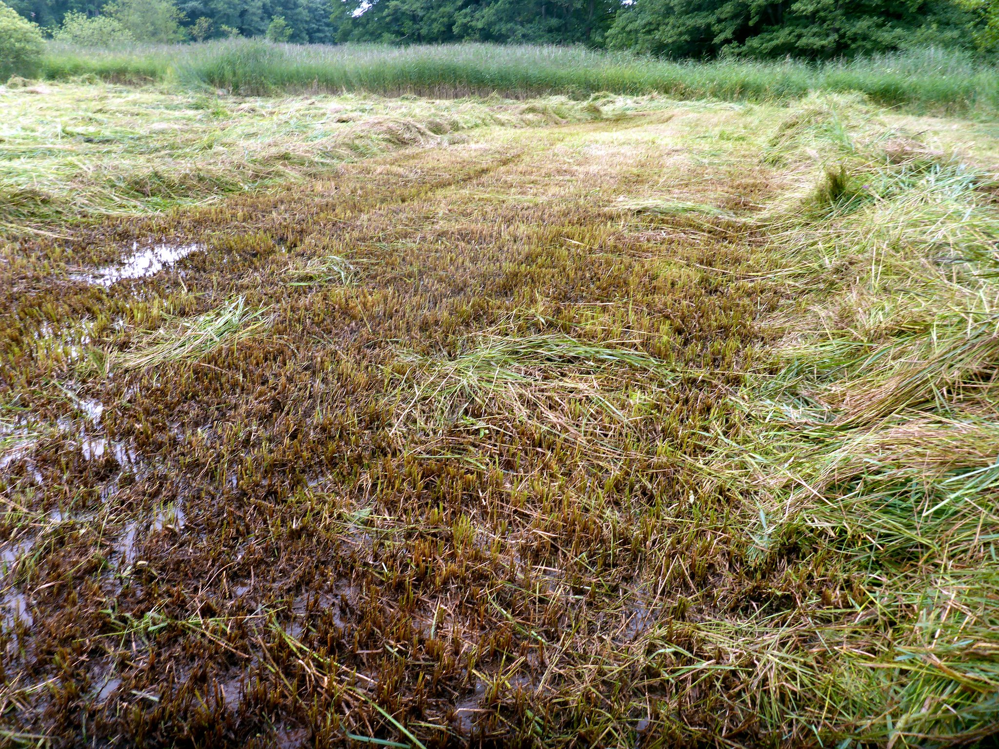 Nach der Mahd; vor dem Abräumen.