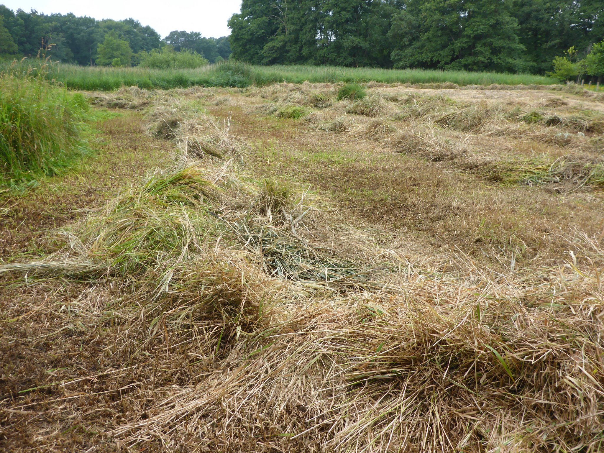 Geschwadeter Aufwuchs.