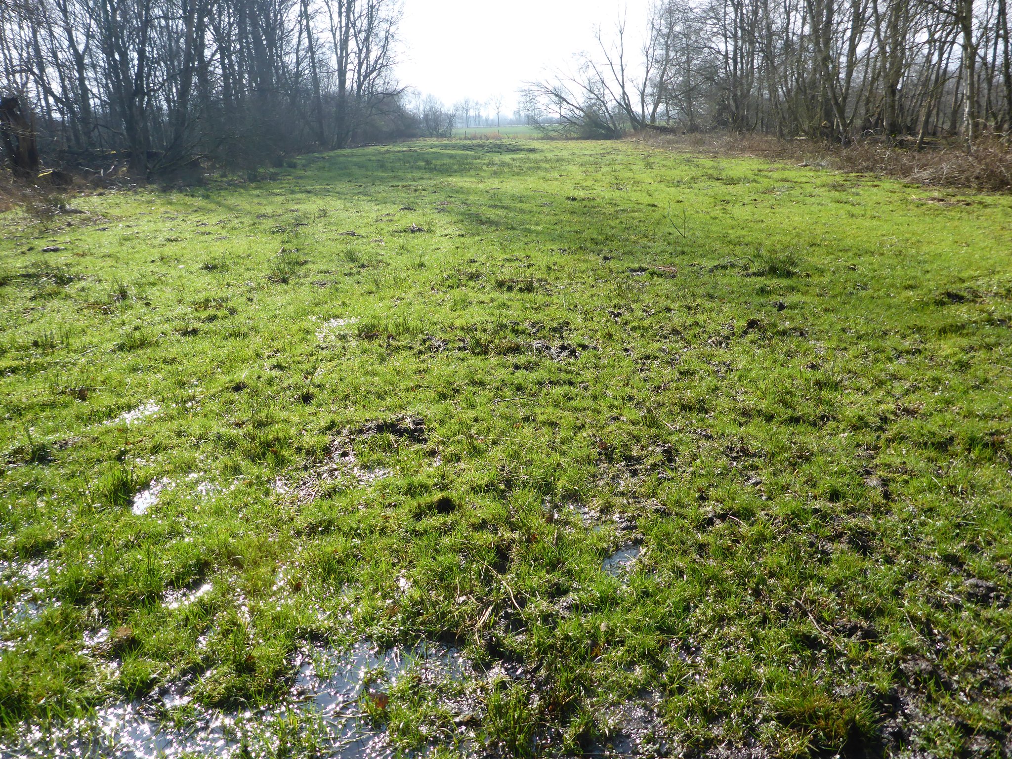 Weitere Feuchtwiese im Frühjahr.