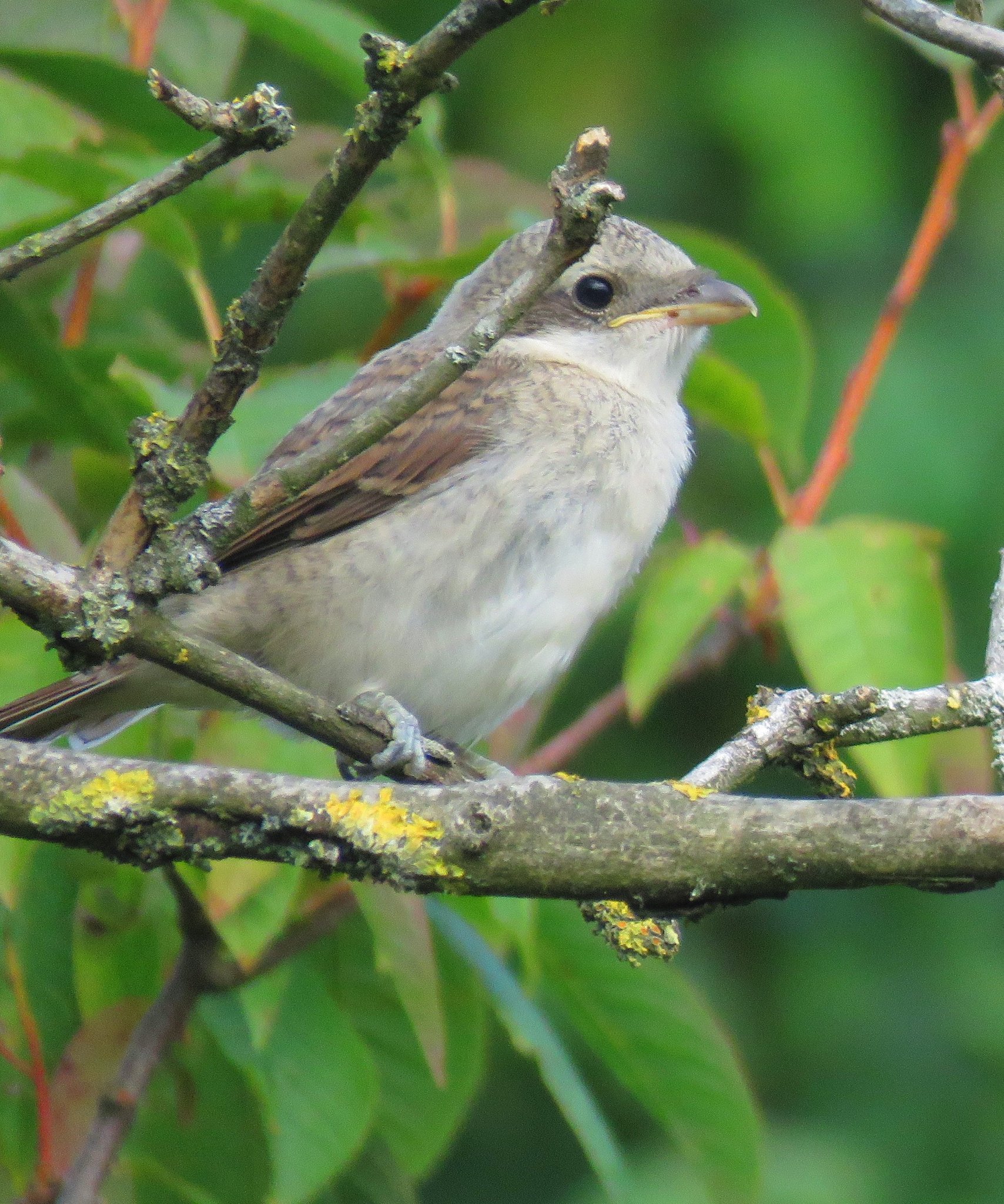 Junger Neuntöter am Rand der Wiese am Fledermauswald.