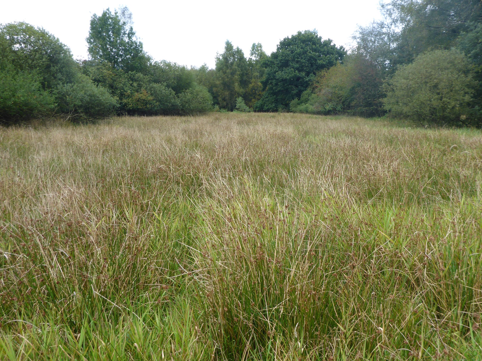2017: Erste sichtbare Veränderungen. Leichter Rückgang der Binsendominanz.