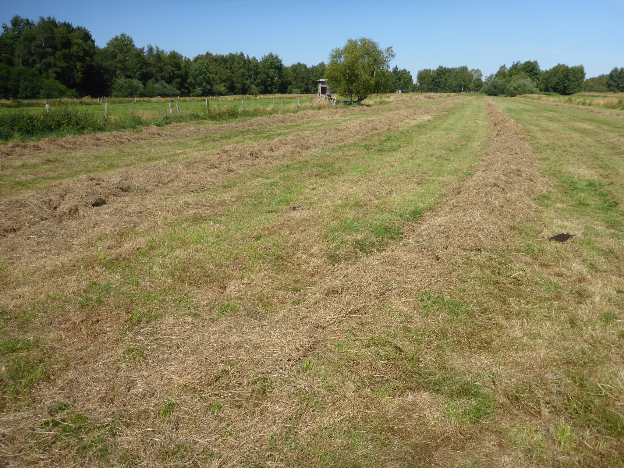 Sommer 2020 - Die Fläche ist zur Heuernte mit Naturschutzauflagen an einen Landwirt verpachtet.