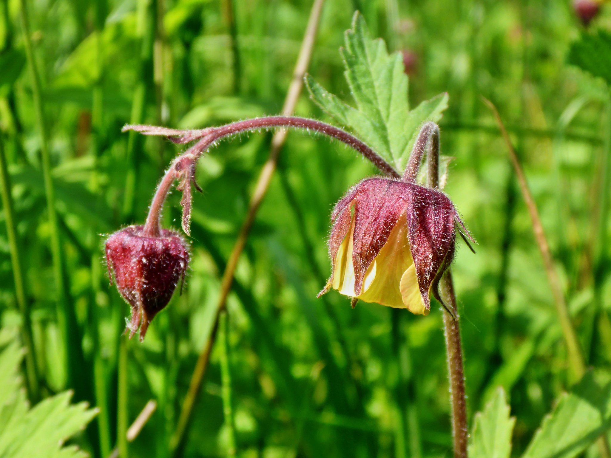 Im Frühjahr die Charakterart der lichten Auwaldbereiche und Feuchtwiesen: Die Bach-Nelkenwurz.