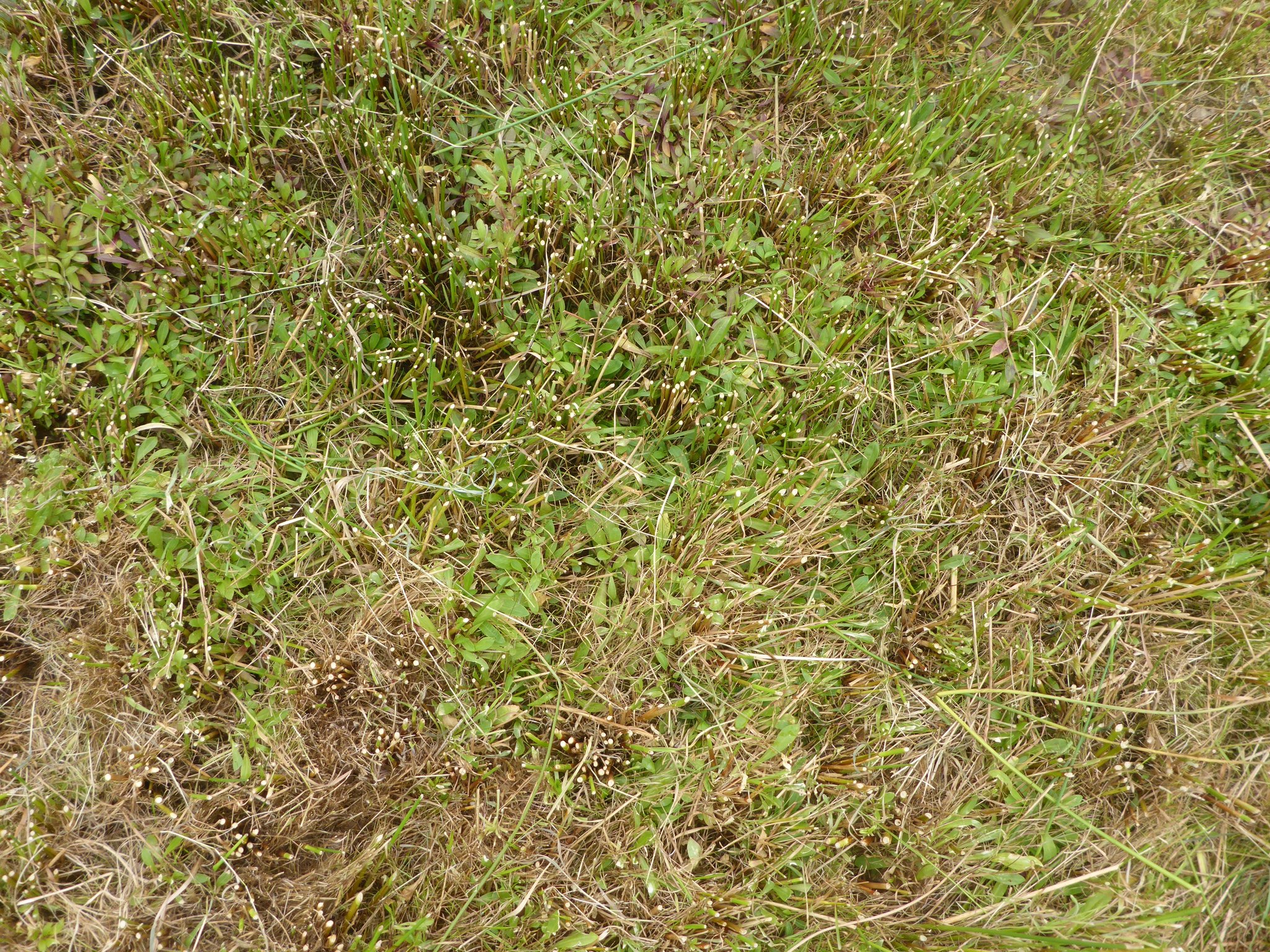 2022: Die Kuckuckslichtnelke bildet aufgrund der Pflegemahd inzwischen große Bestände.