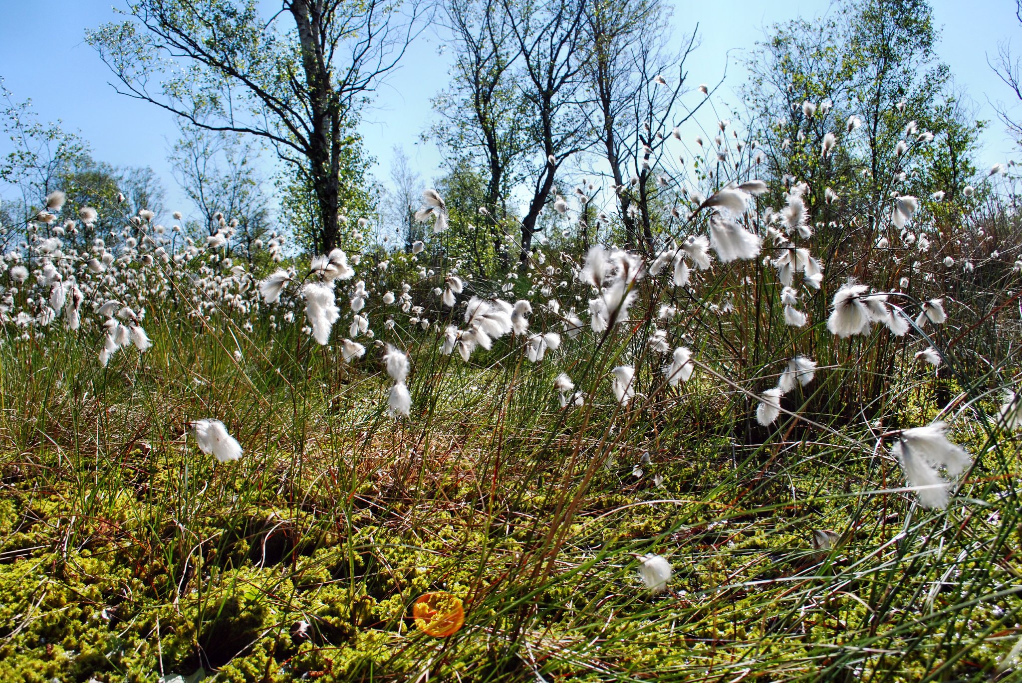 Gefördert: Ankauf zweier Flurstücke im Dosenmoor