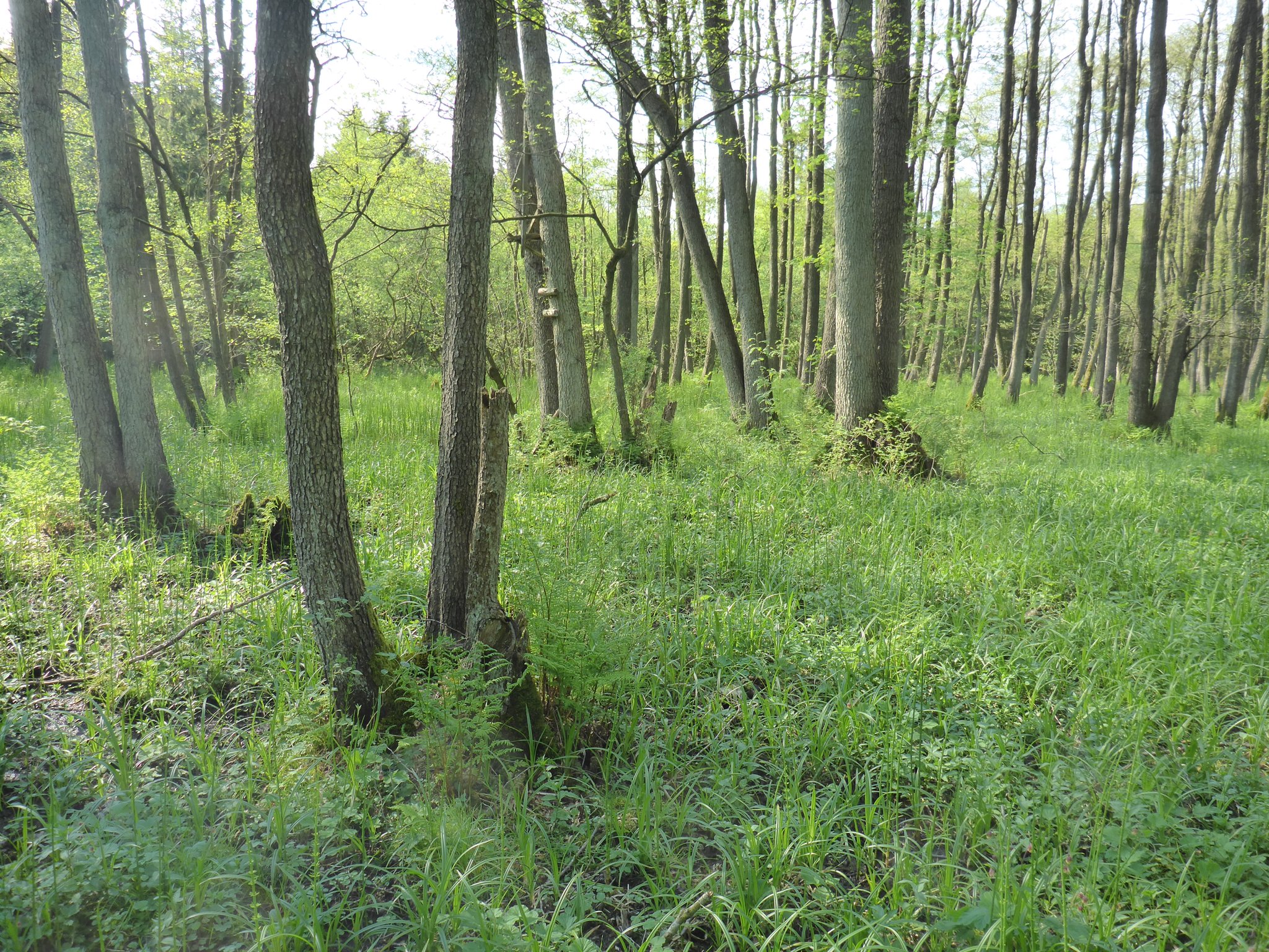Unter dem lichten Erlenbestand gedeiht eine üppige Krautschicht aus Arten der Feuchtwiesen und Feuchtwälder.