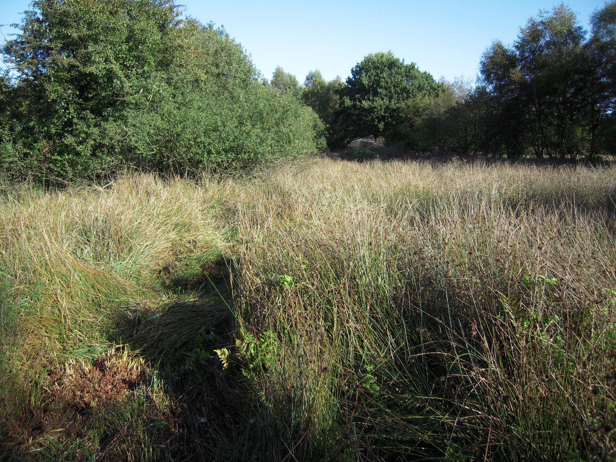 So fing es an: 2015, vor der ersten Pflegemahd. Fast nichts als beinahe hüfthohe Binsen.