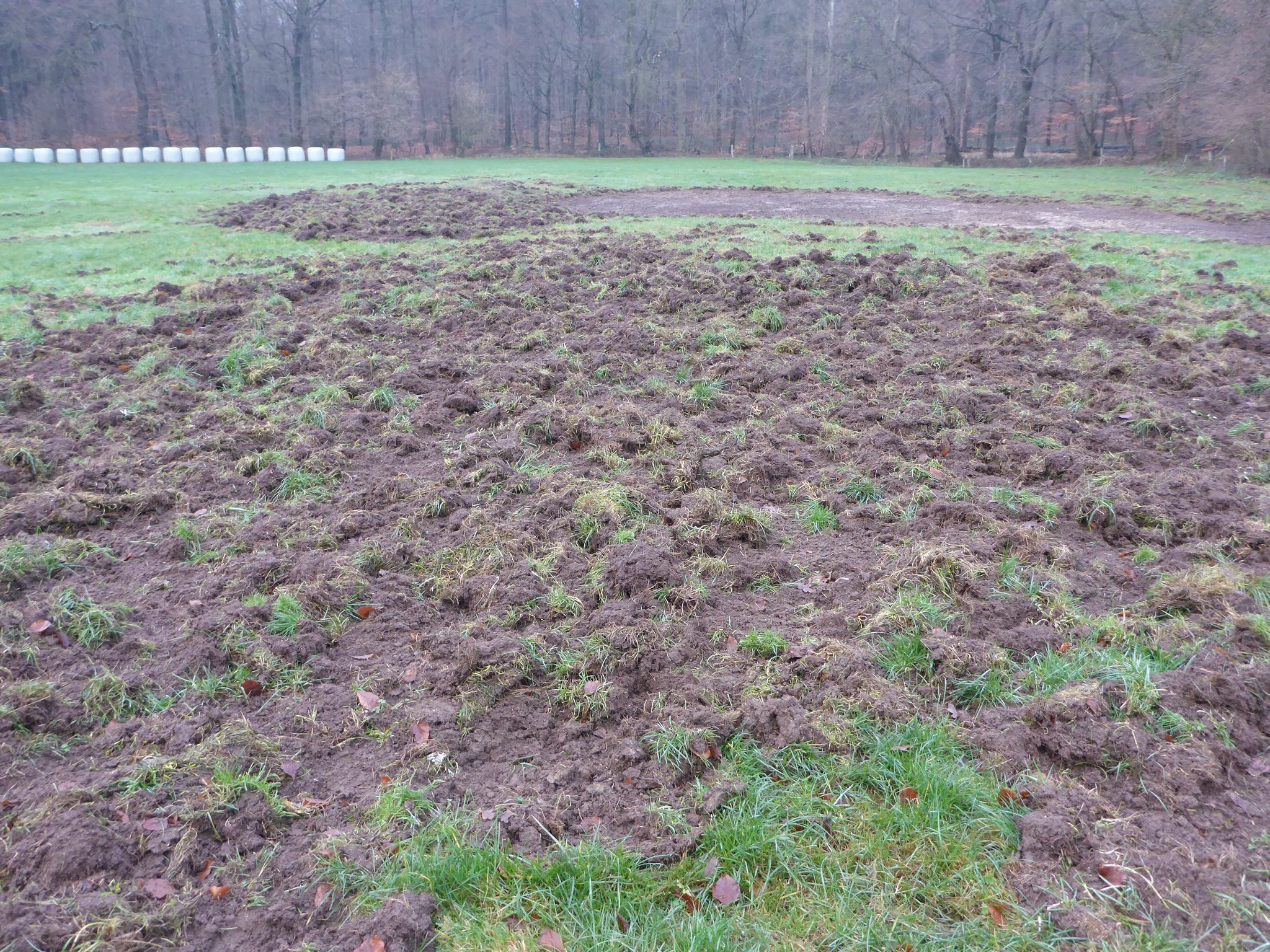 Die Wildschweine waren fleissig - diese Bereiche (insgesamt rund 1/4 der gesamten Fläche!) wurden im Frühjahr mit einer Regio-Saatgutmischung aus heimischen Wildpflanzen eingesät.
