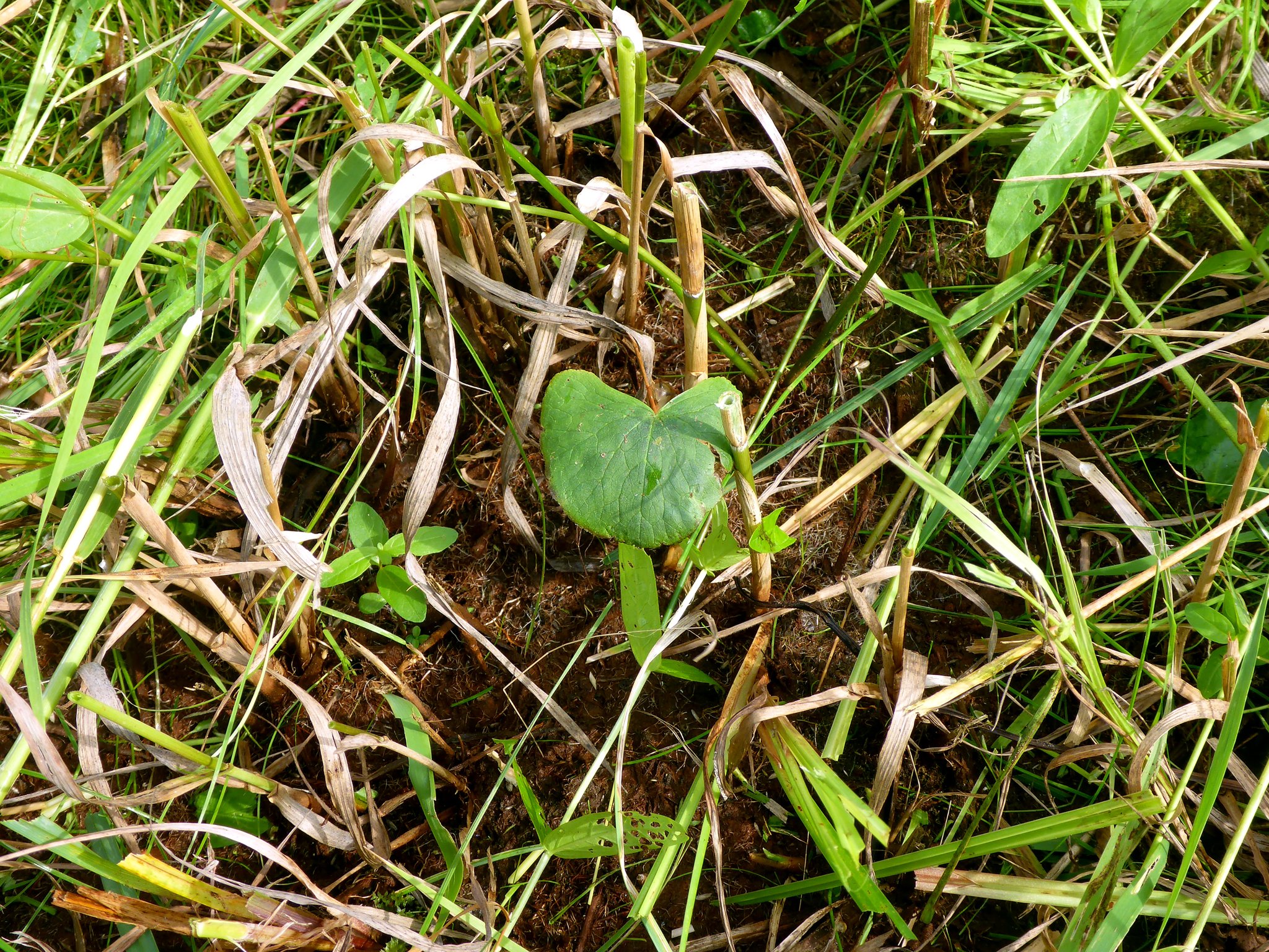 Nach der Mahd bekommen die Jungpflanzen der Sumpfdotterblumen wieder Licht.