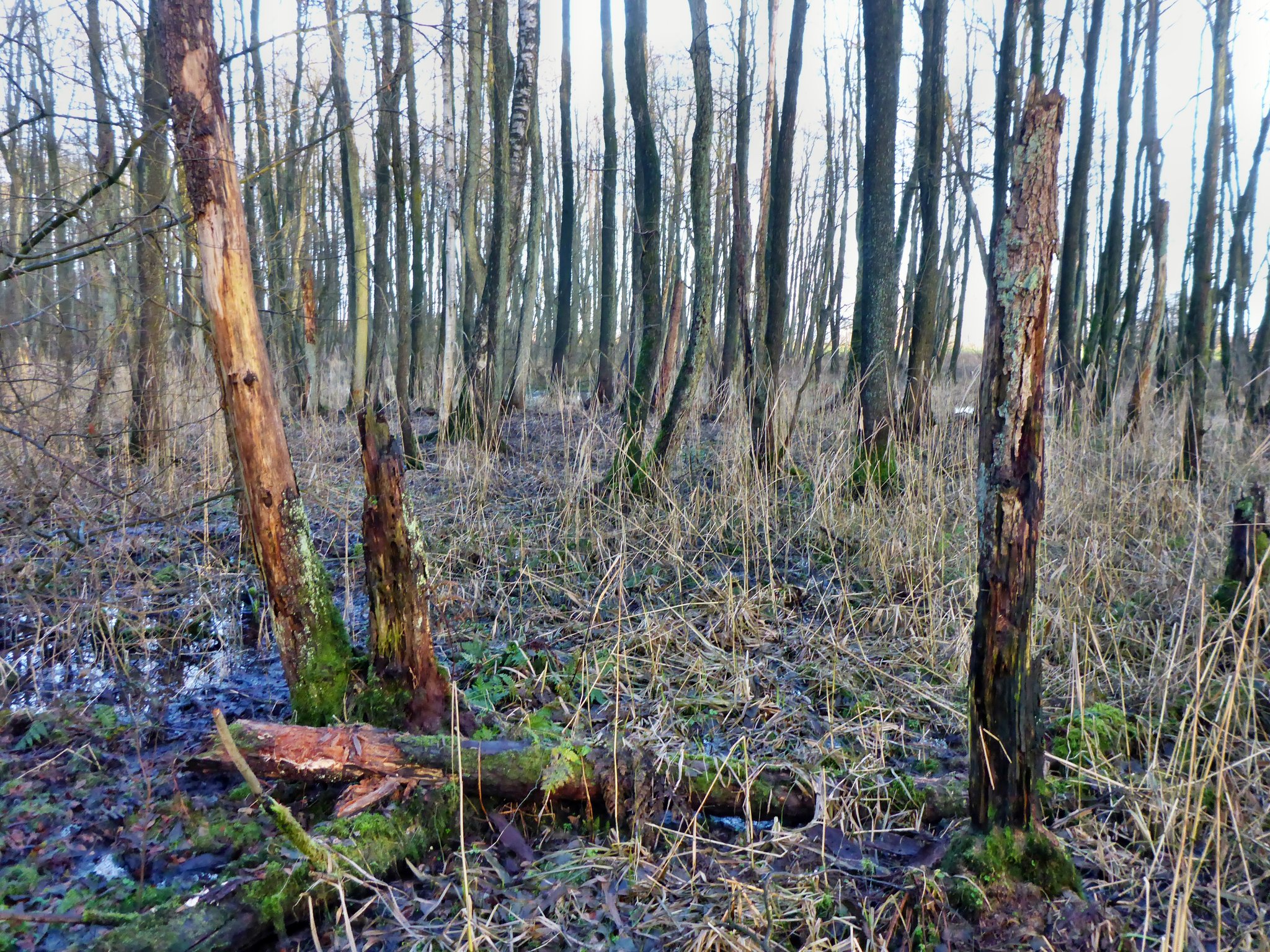 Herbststimmung im Auwald.