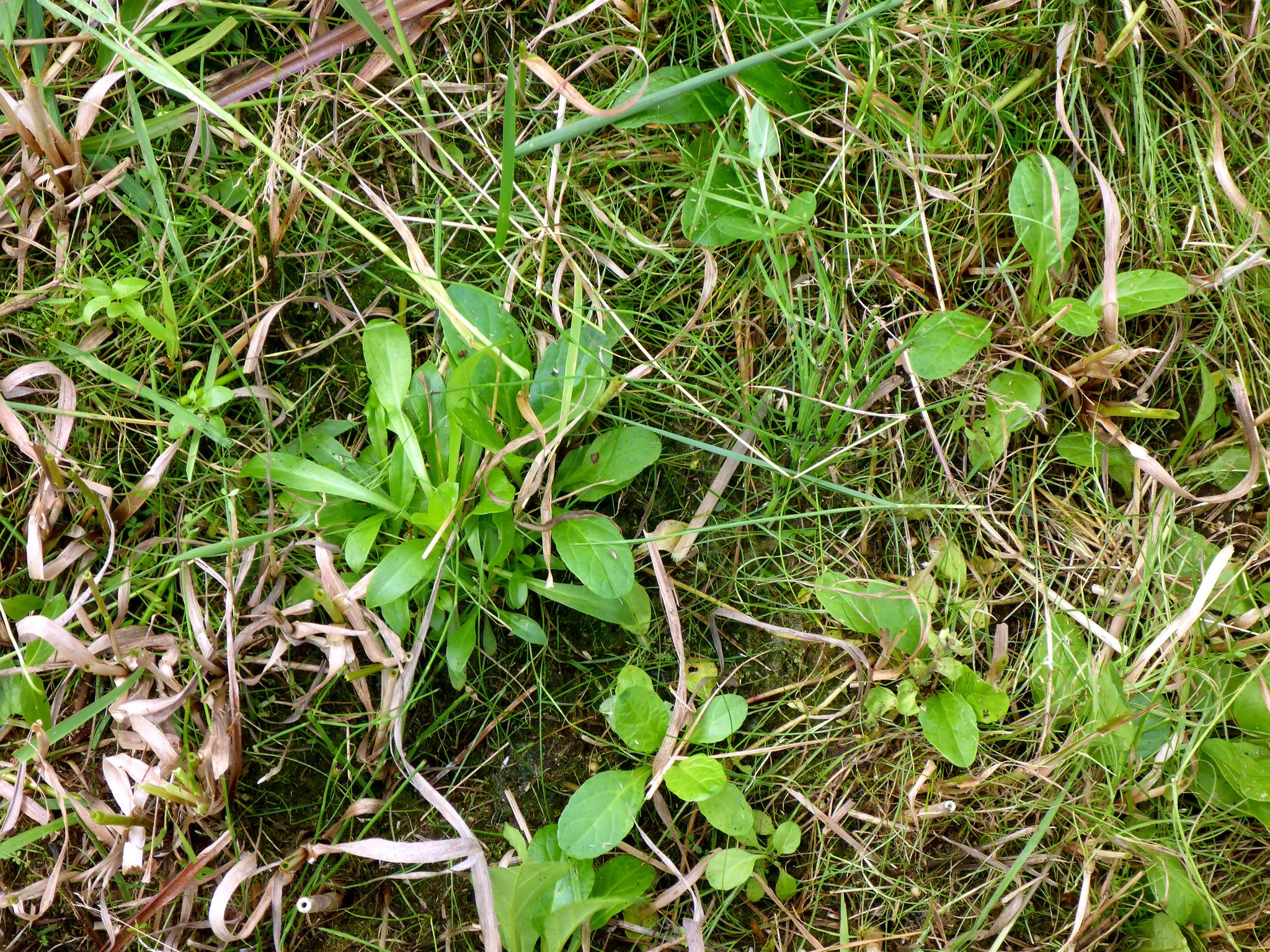 Profitieren ebenfalls von der Mahd: Rosetten der Kuckucks-Lichtnelke (links der Bildmitte, mit länglichen Blättern) und Kriechender Günsel.