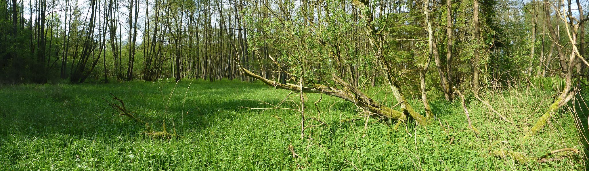 Panorama der kleinen Feuchtwiese - Relikt alter Zeiten, als der gesamte Bereich noch offenes Wiesenland war.